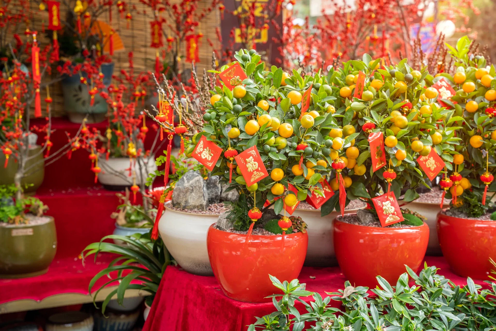 small-orange-trees-for-lunar-new-year-2048x1365.jpg.webp