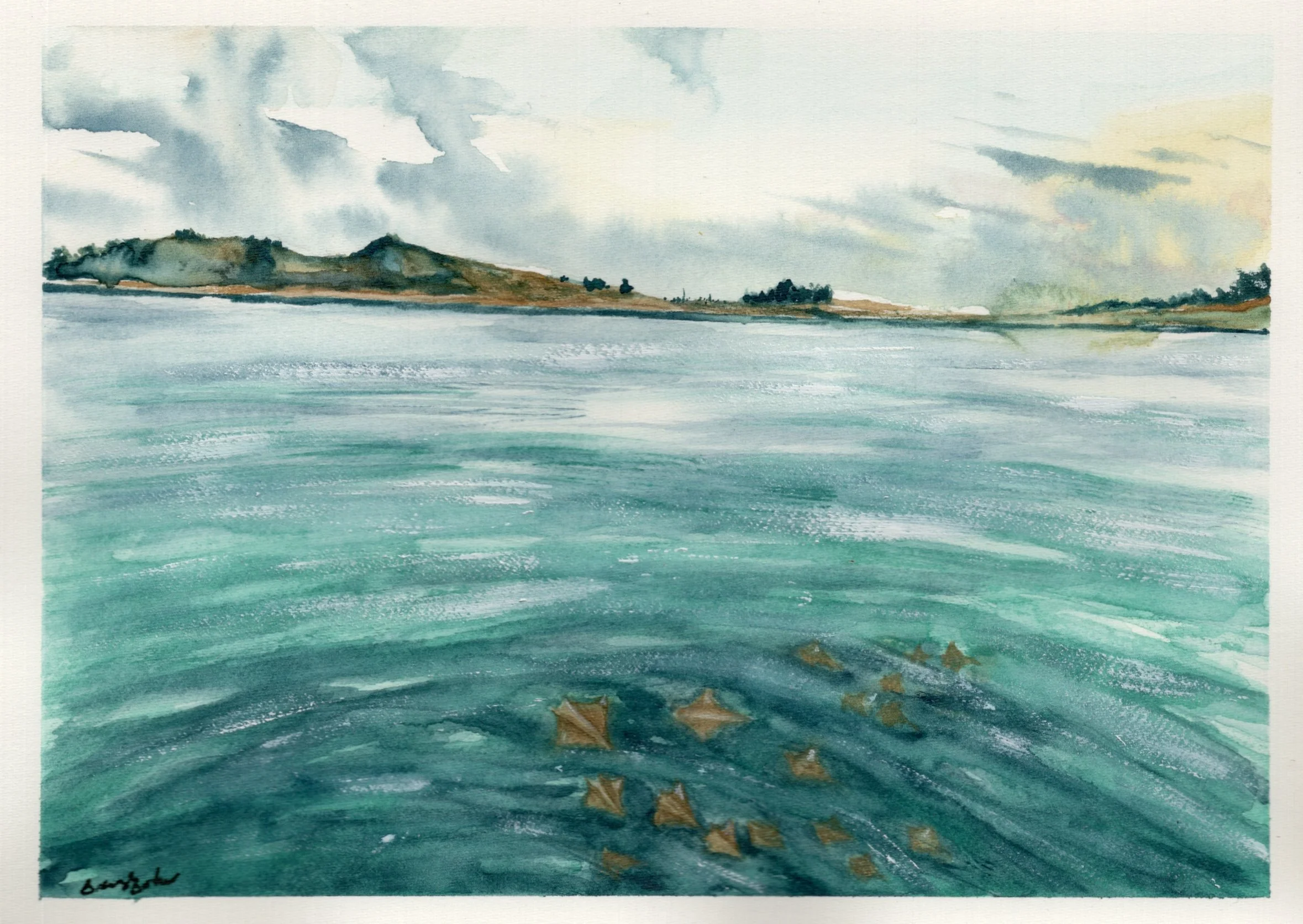 A fever of stingrays at the Jetty.jpg