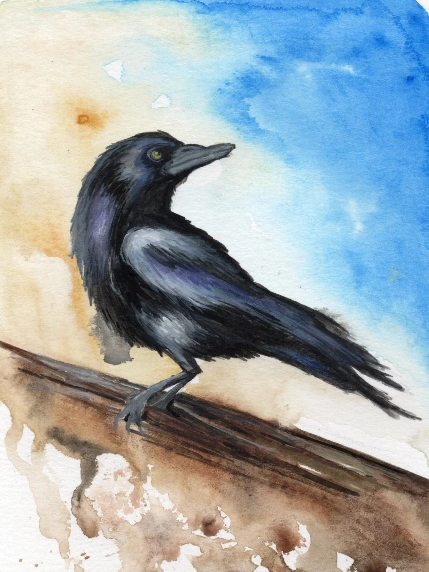 Raven.jpg