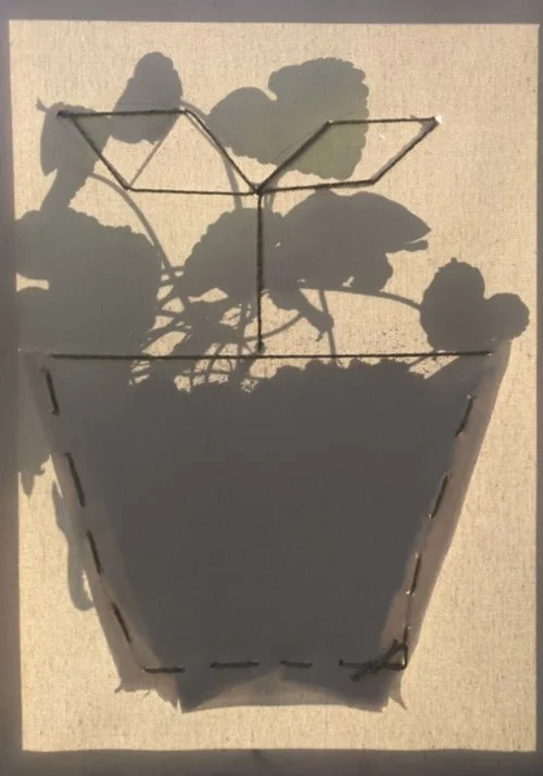 Shadow Study: Botanical Form