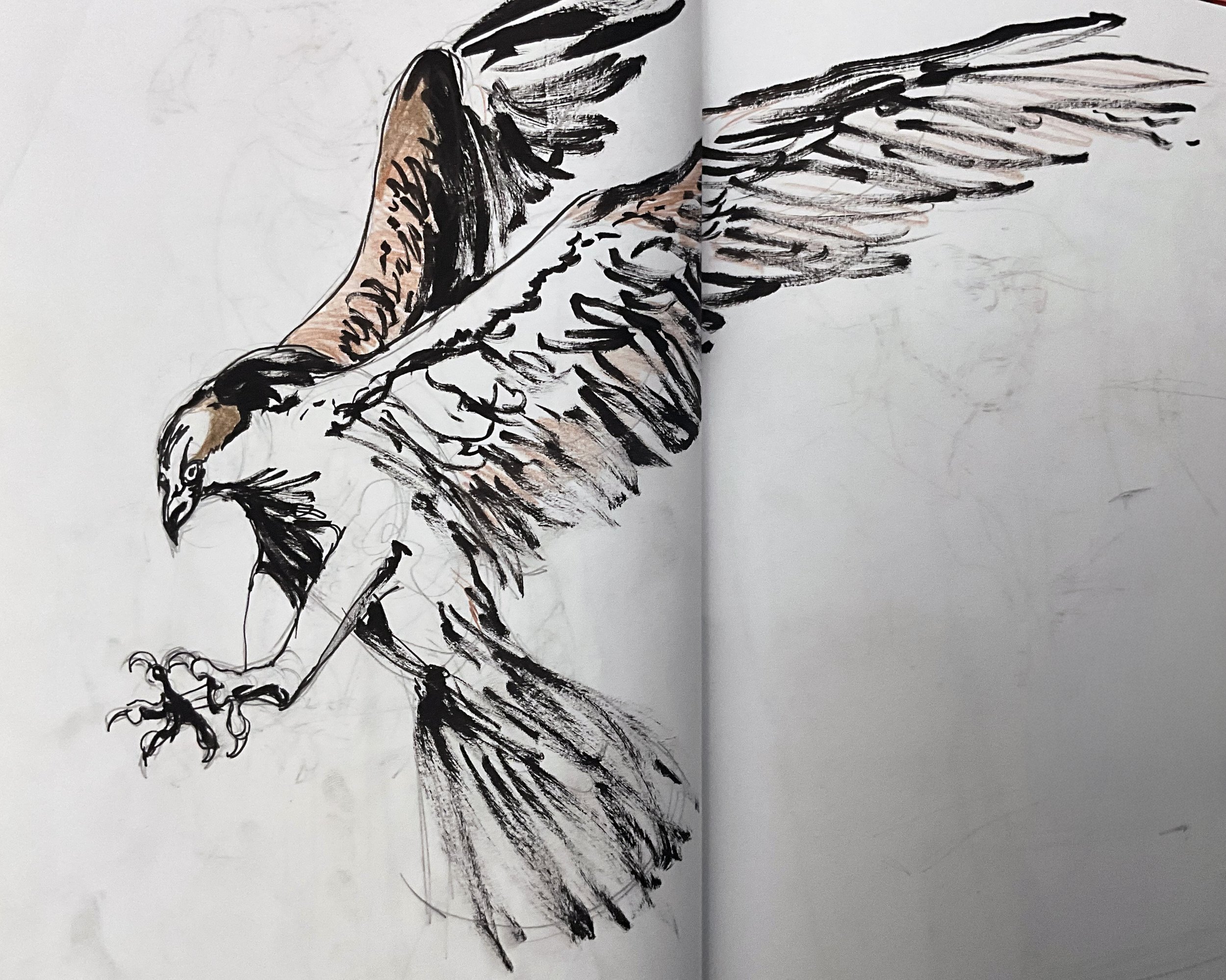 Animal study - hawk drawn with brush pen and colored pencil