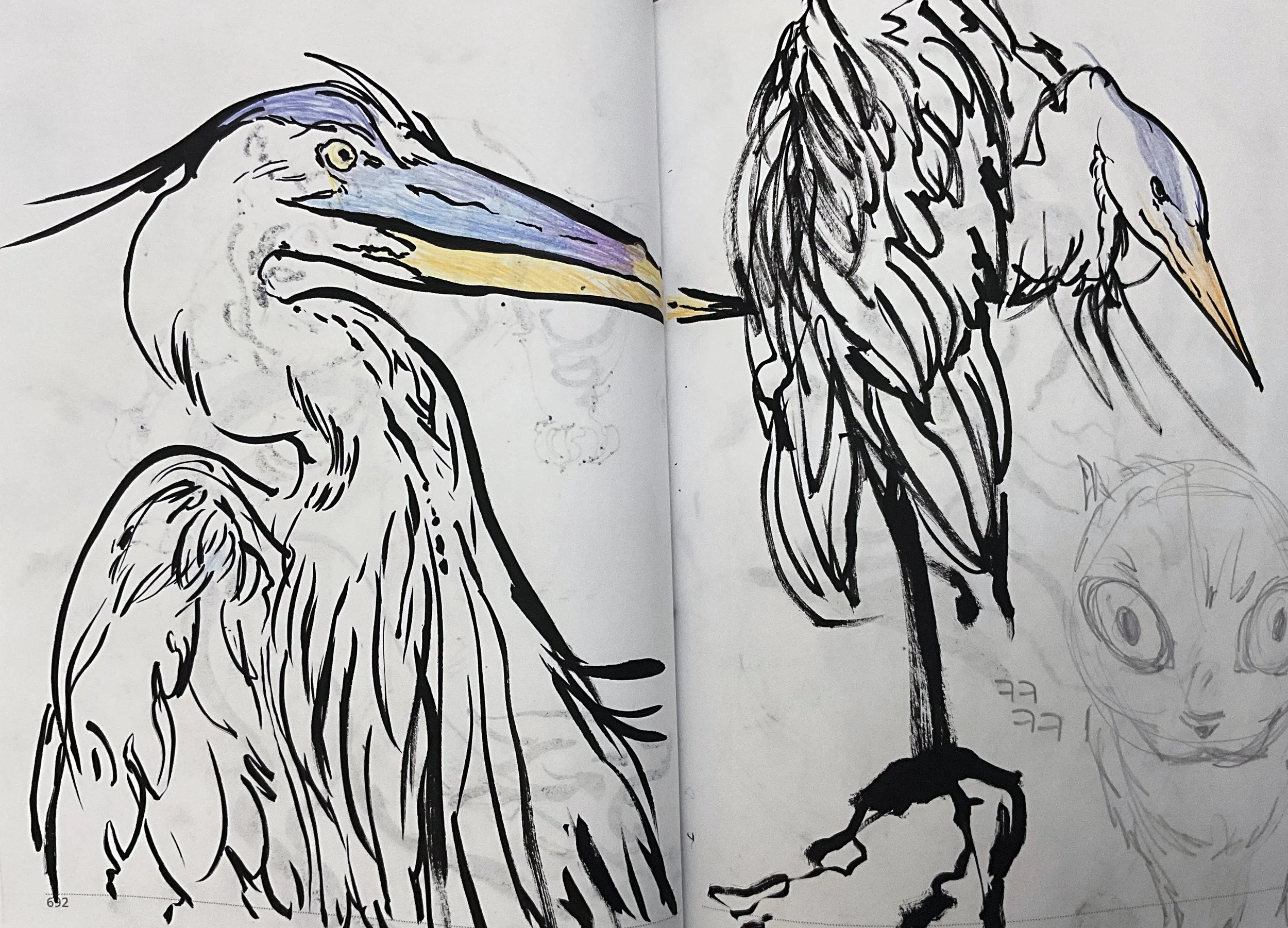 Animal study - heron drawn with brush pen and colored pencil