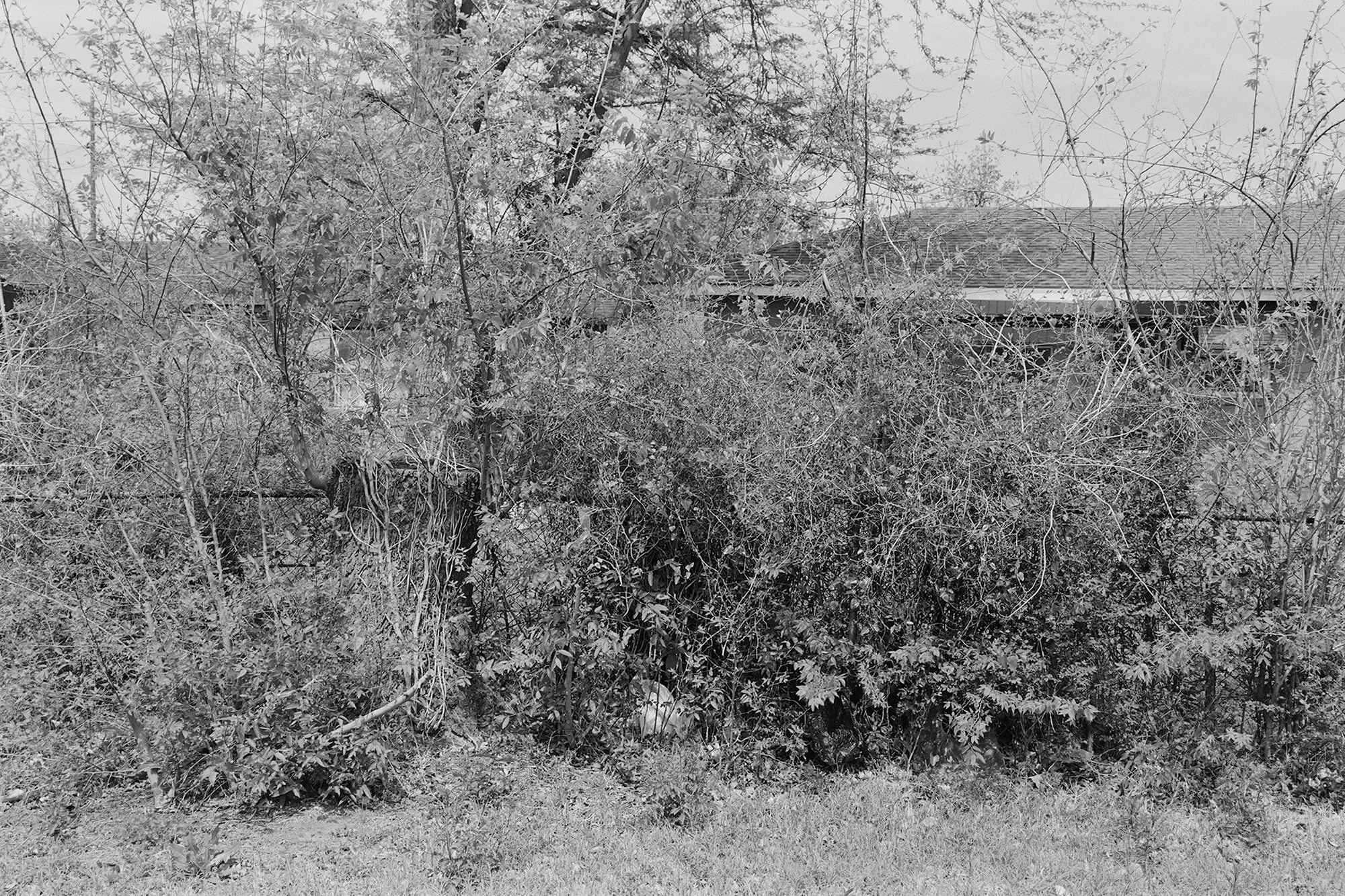 Alexandra-Parker_Grandma'sBackyard.jpg