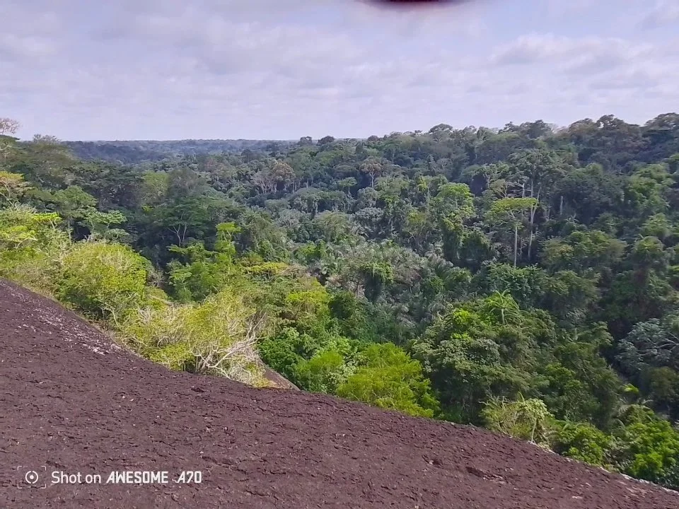 The endangered Dja rainforest