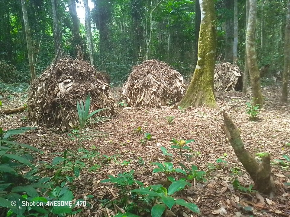 Guardians of the Forest: Why Baka Knowledge Matters for Our Shared Future