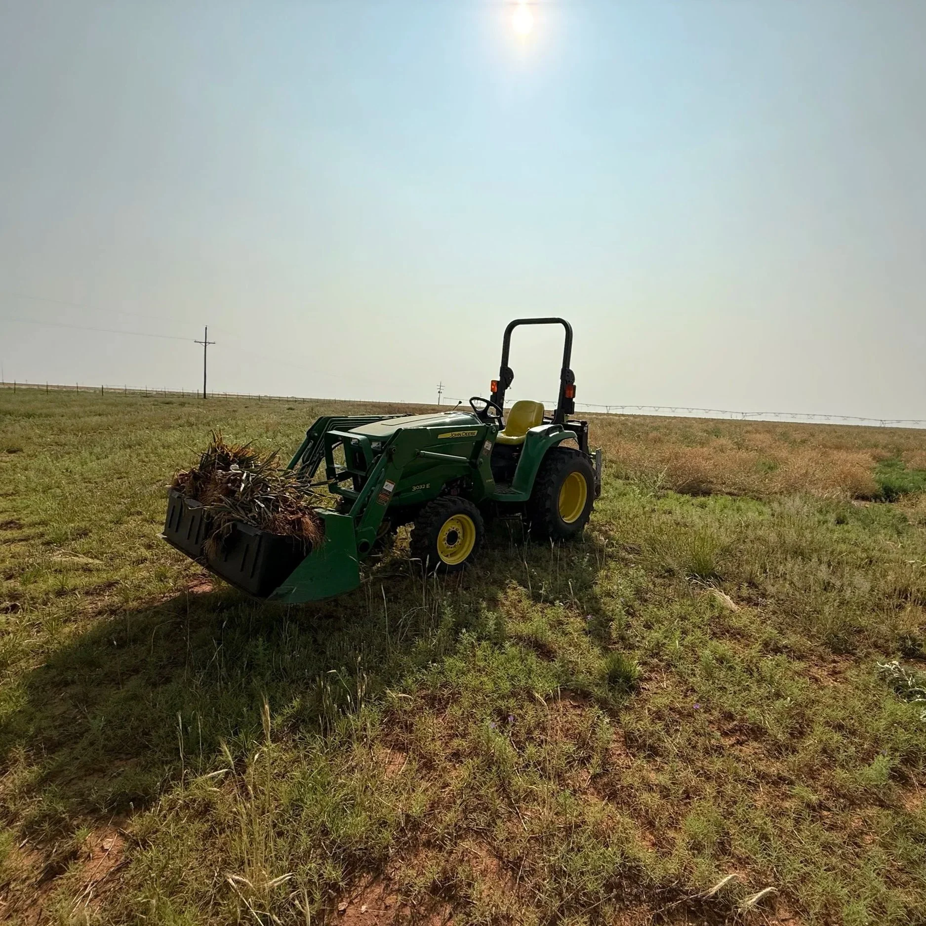 Harvesting Garlic: Timing, Handling, and What Matters Most