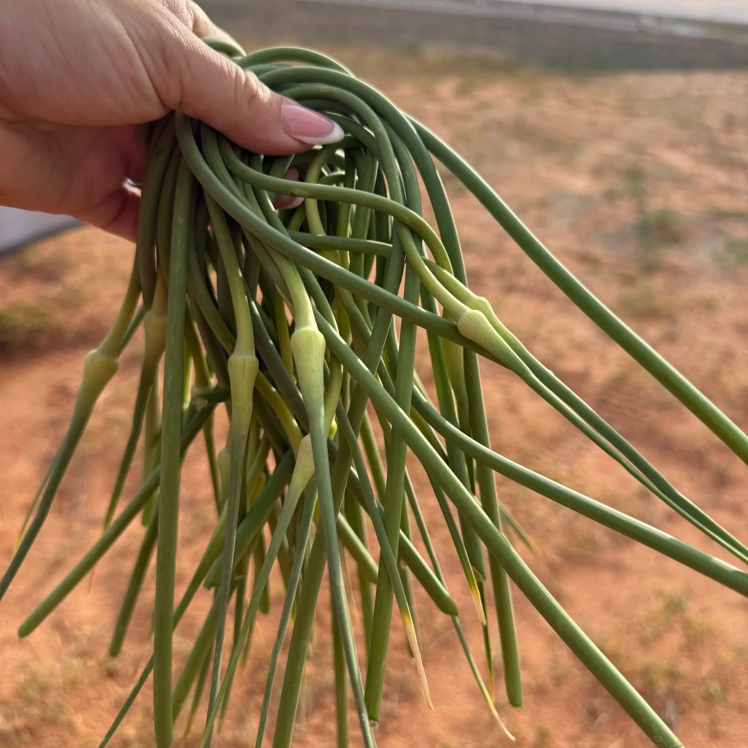 Garlic Scapes Explained: Harvest Timing, Benefits, and Grower Insights