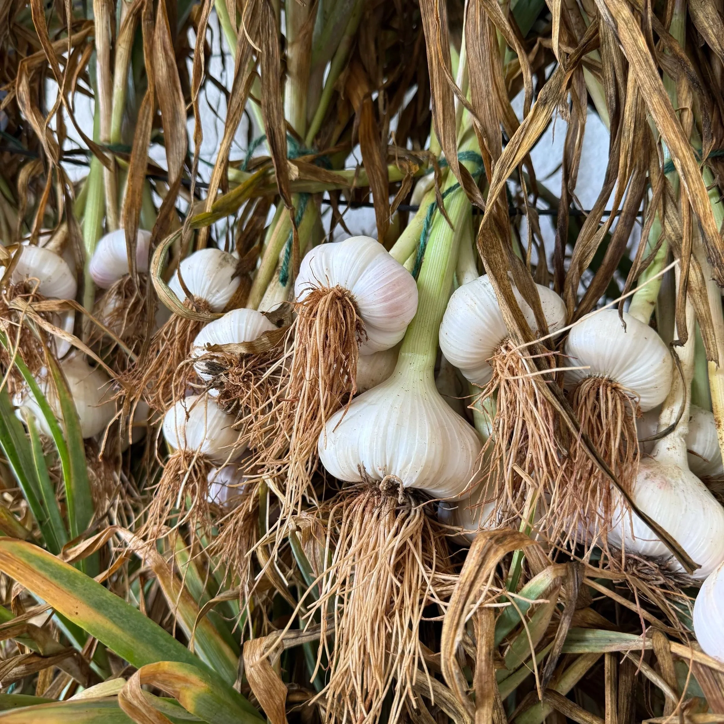 How to Cure Garlic: From Harvest to Storage