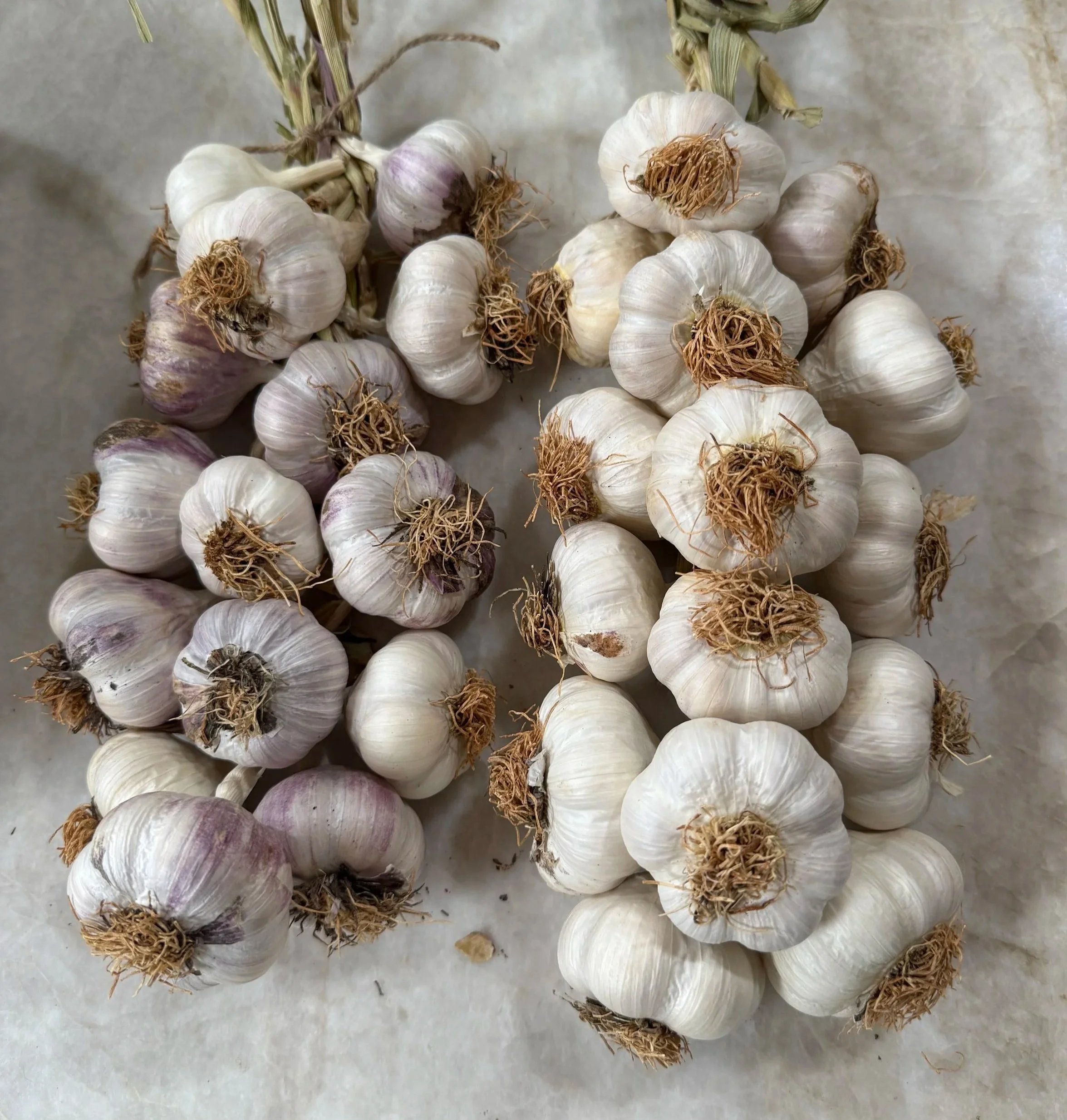 How to Store Seed Garlic Before Planting: When &amp; How to Refrigerate Garlic