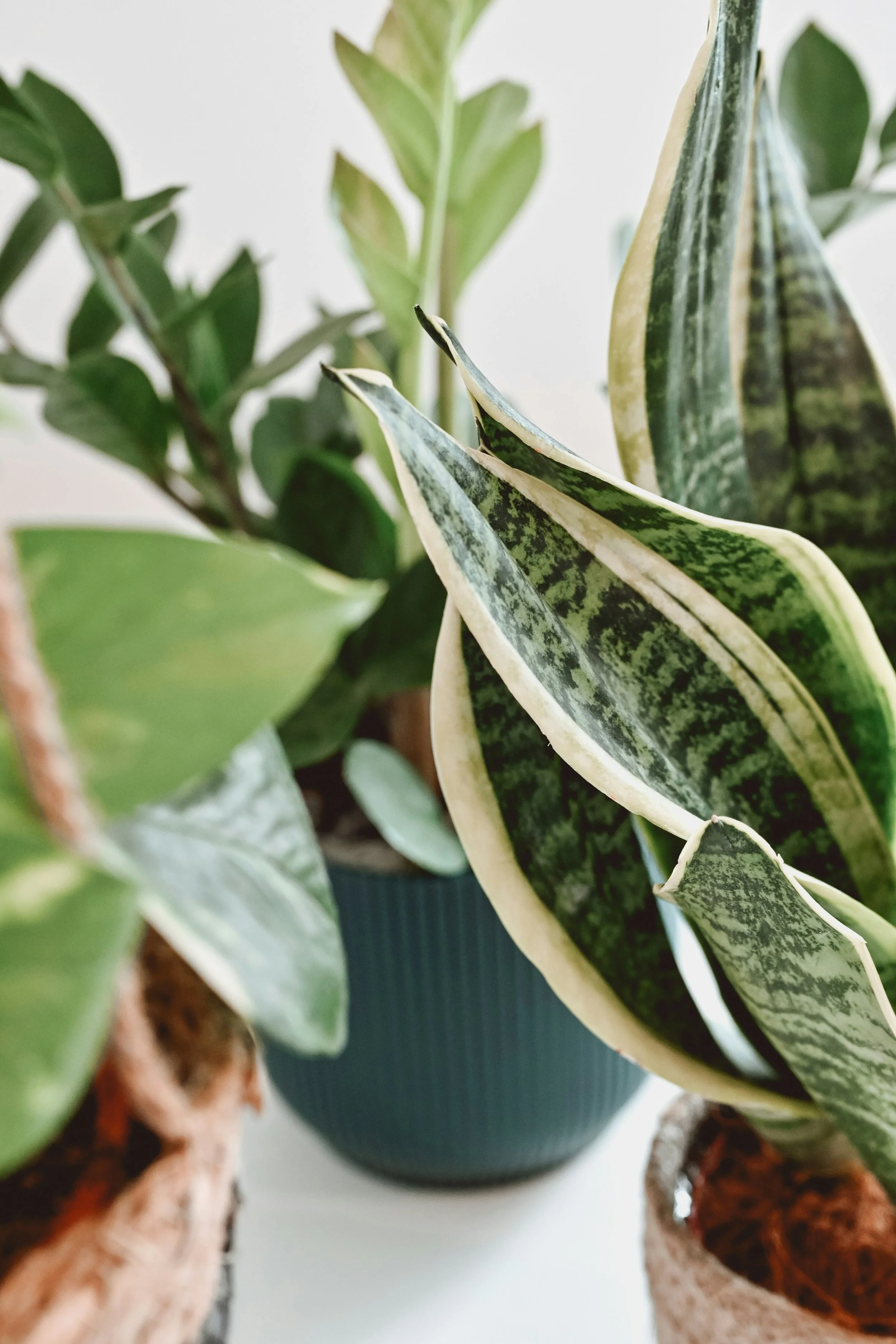 Close-up of an assortment of potted houseplants, including a variegated leaf plant and other green foliage, placed on a white surface.