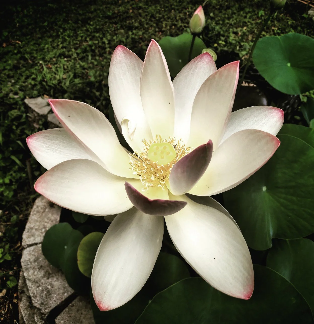 PICS FOR EBOOK.pdf-image-013.jpg