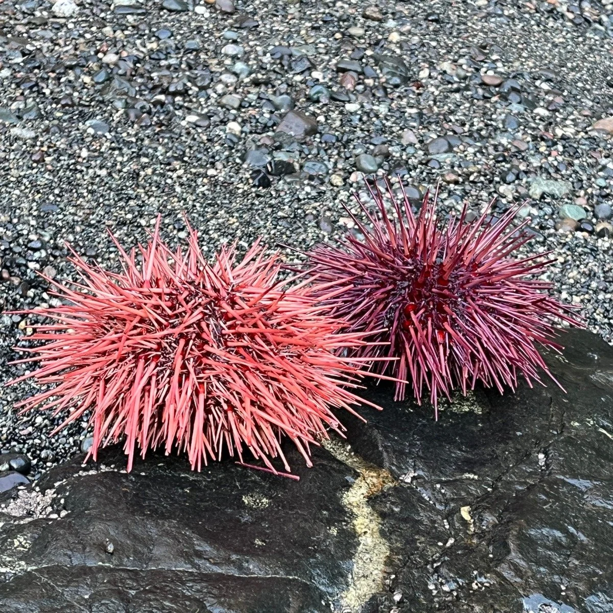  Two pink or purple colored sea urchins on a large rock. 