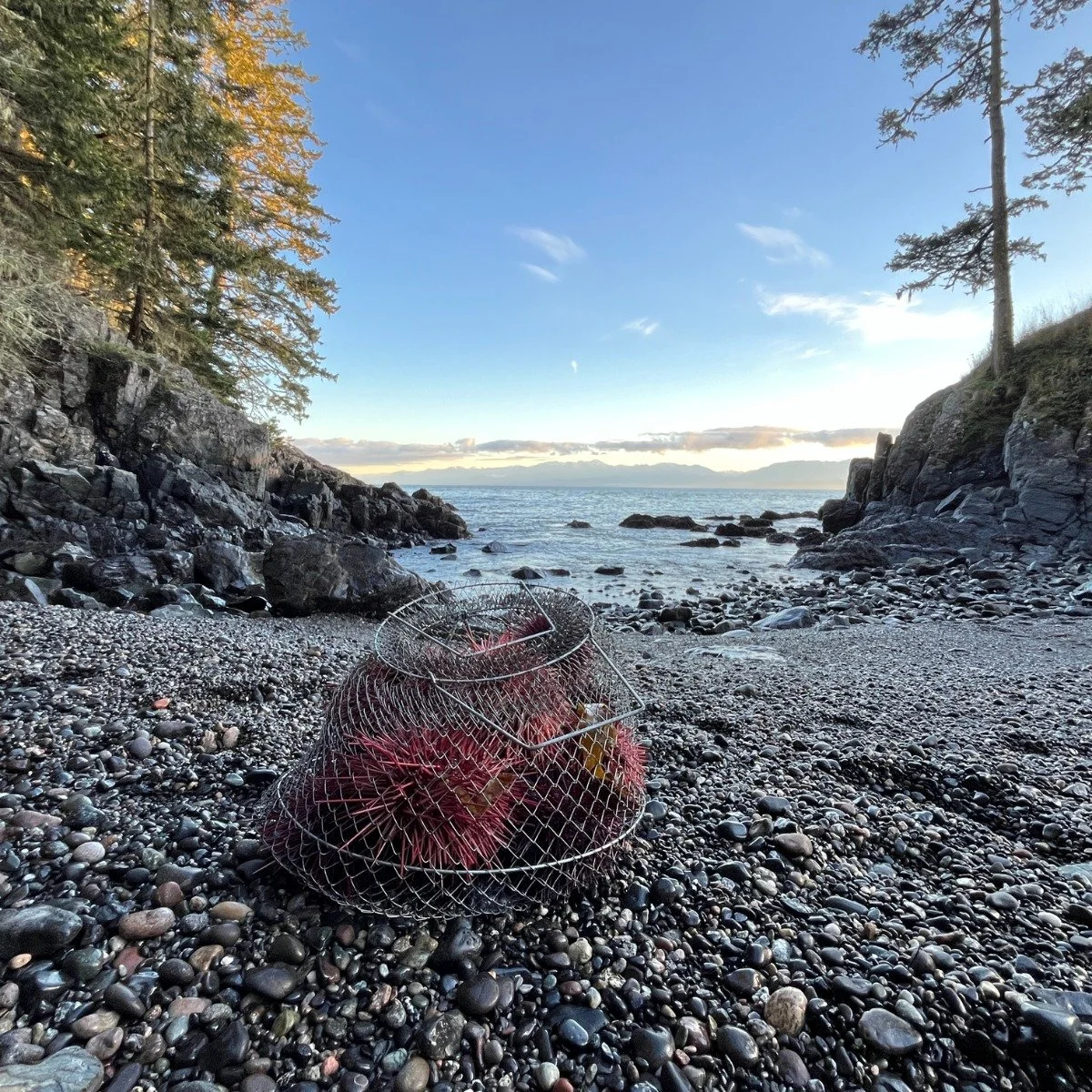  Sea urchins in a metal basket on a beautiful British Columbia rocky beach with the ocean behind.  