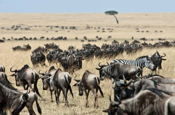 great-migration-masai-mara-kenya-590x390.jpg