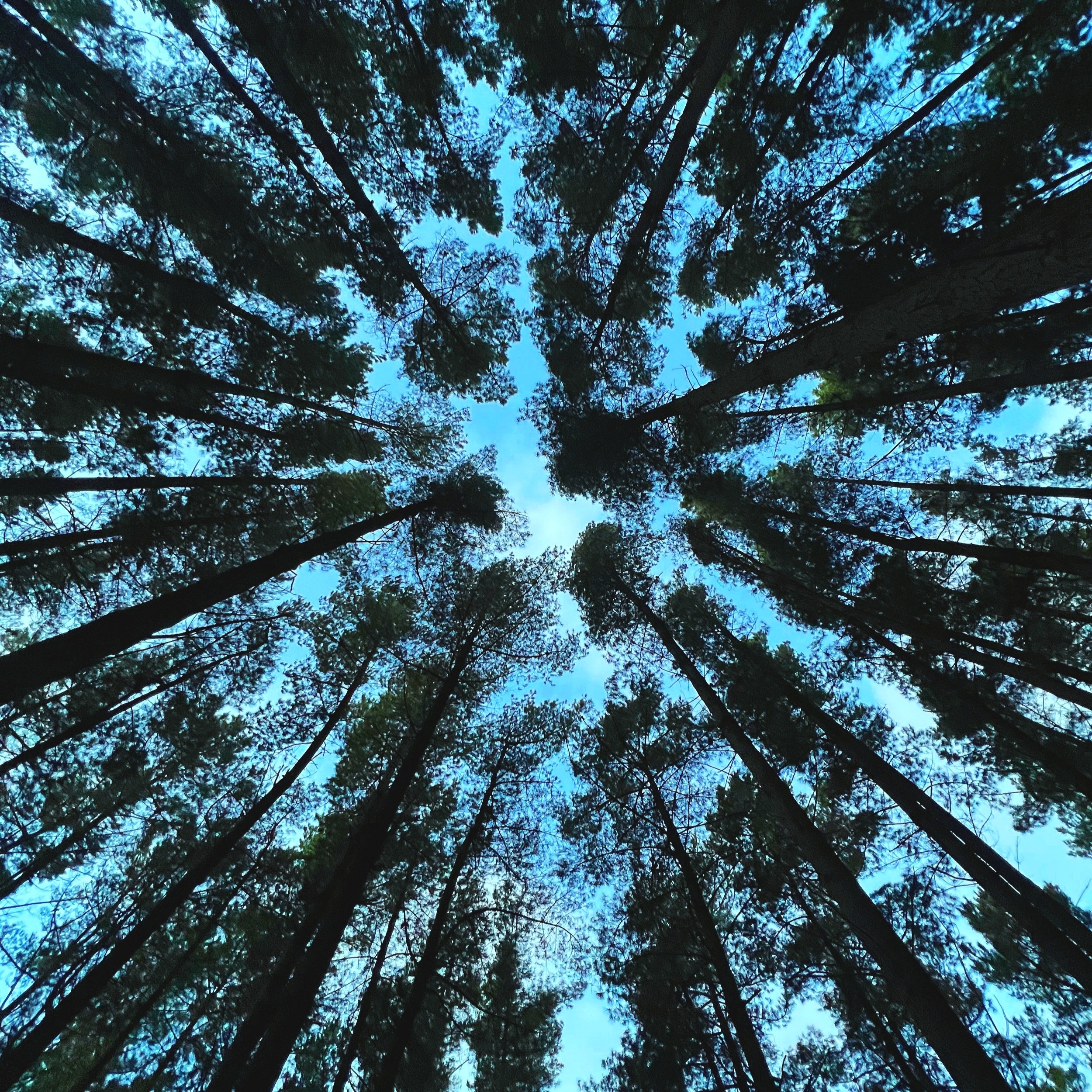 AI-