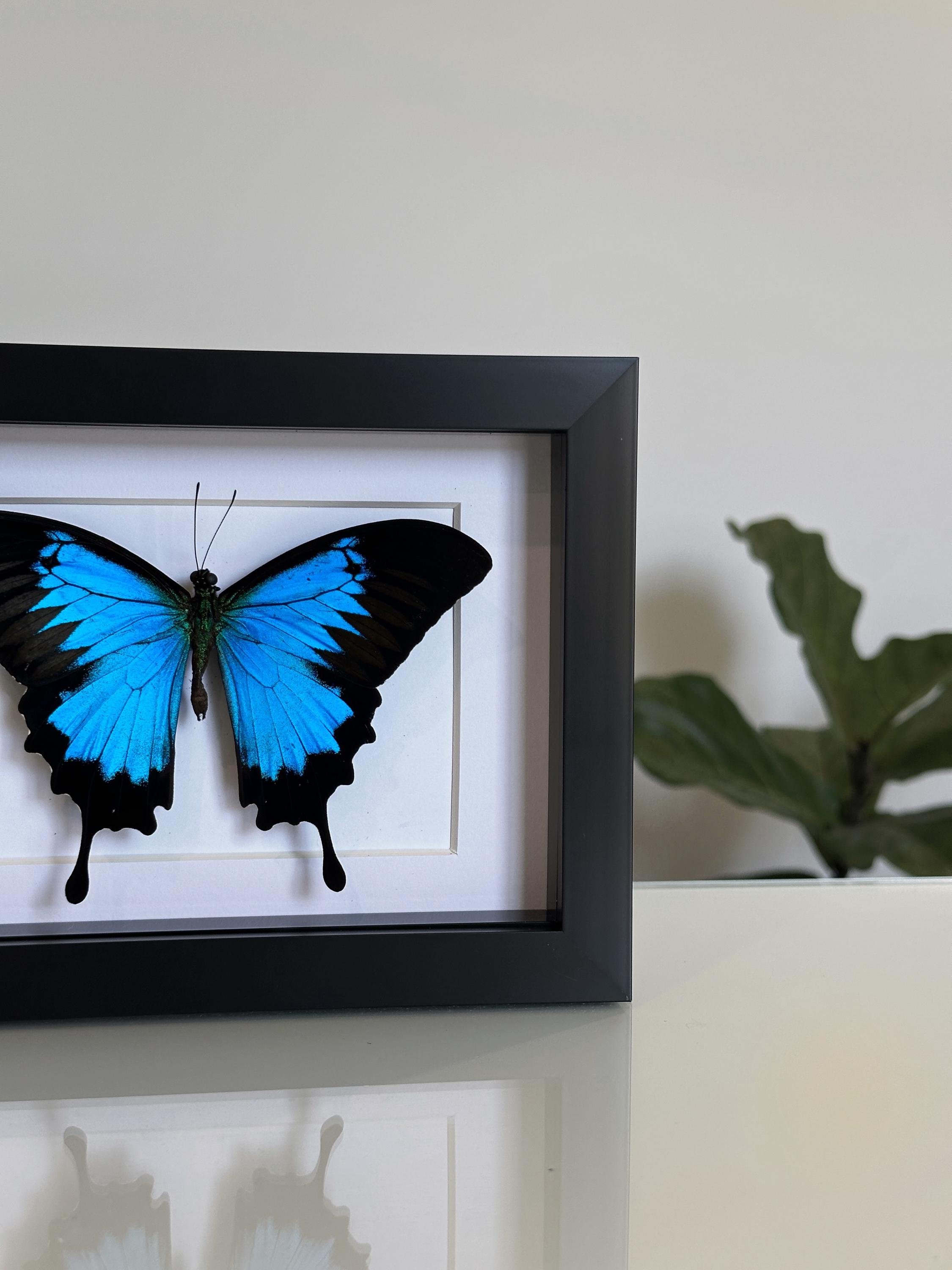 https://i.etsystatic.com/53816174/r/il/274e2a/6567077444/il_fullxfull.6567077444_2jc5.jpg