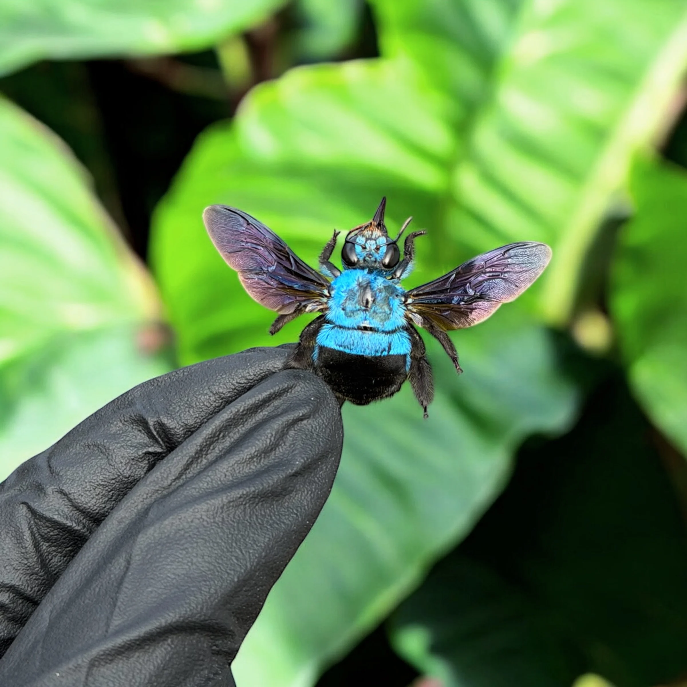 A close-up of a vibrant blue and black bumblebee with transparent wings perched on a black-gloved finger against a background of green leaves.