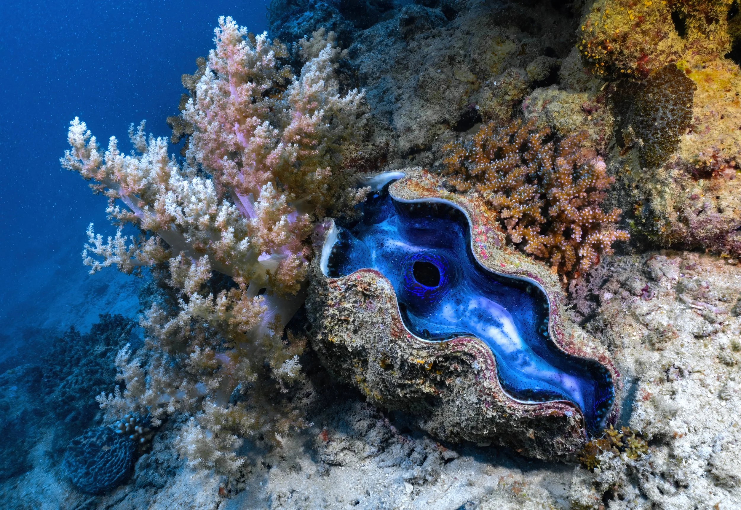 Swallowing the Pearl Moon: Initiation into Wise Woman