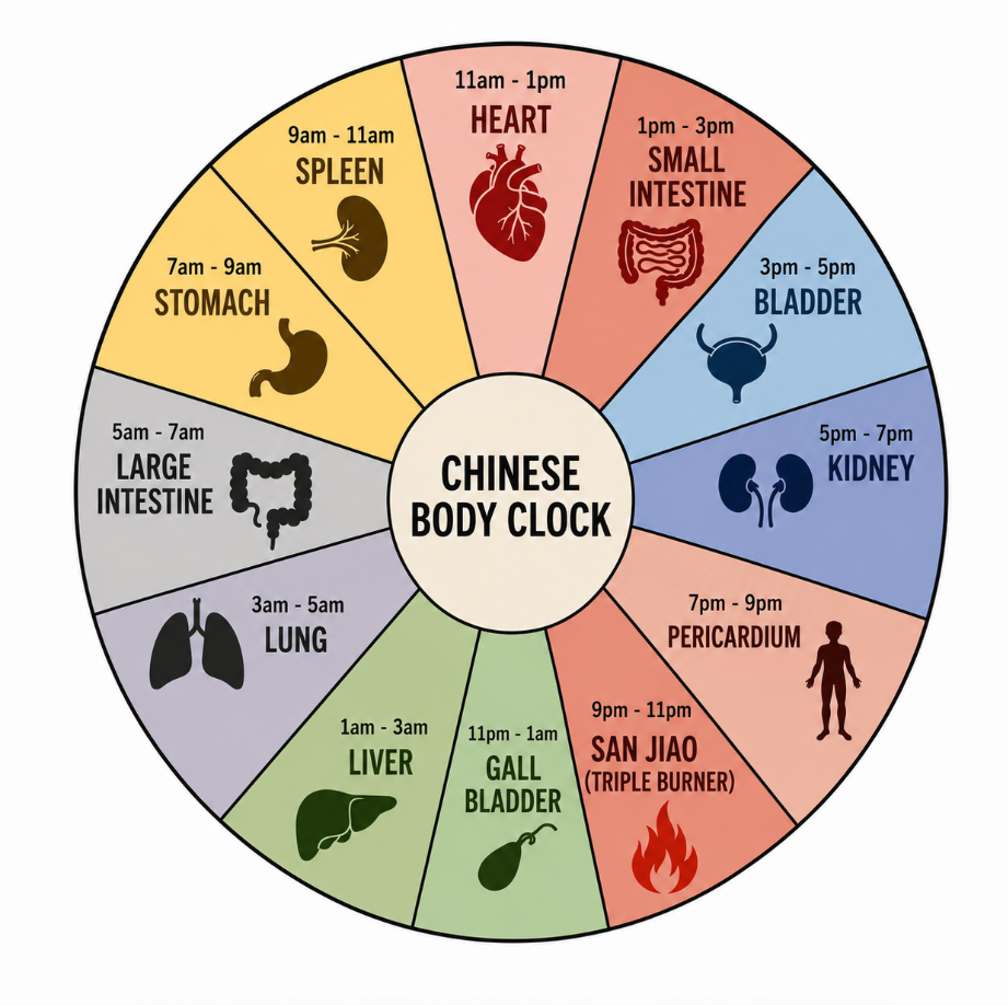 The Chinese Body Clock: What Does It Really Mean?