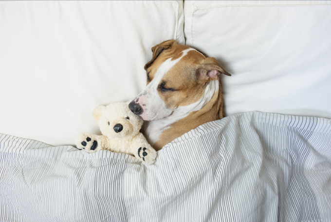 Sleeping dog in bed with teddy bear