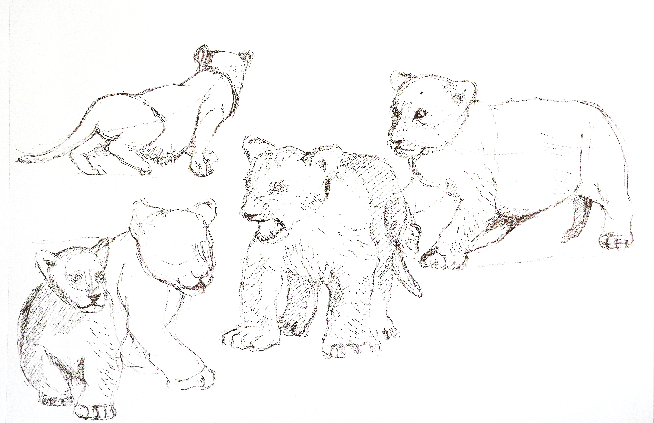 2_b_lion_cub.png