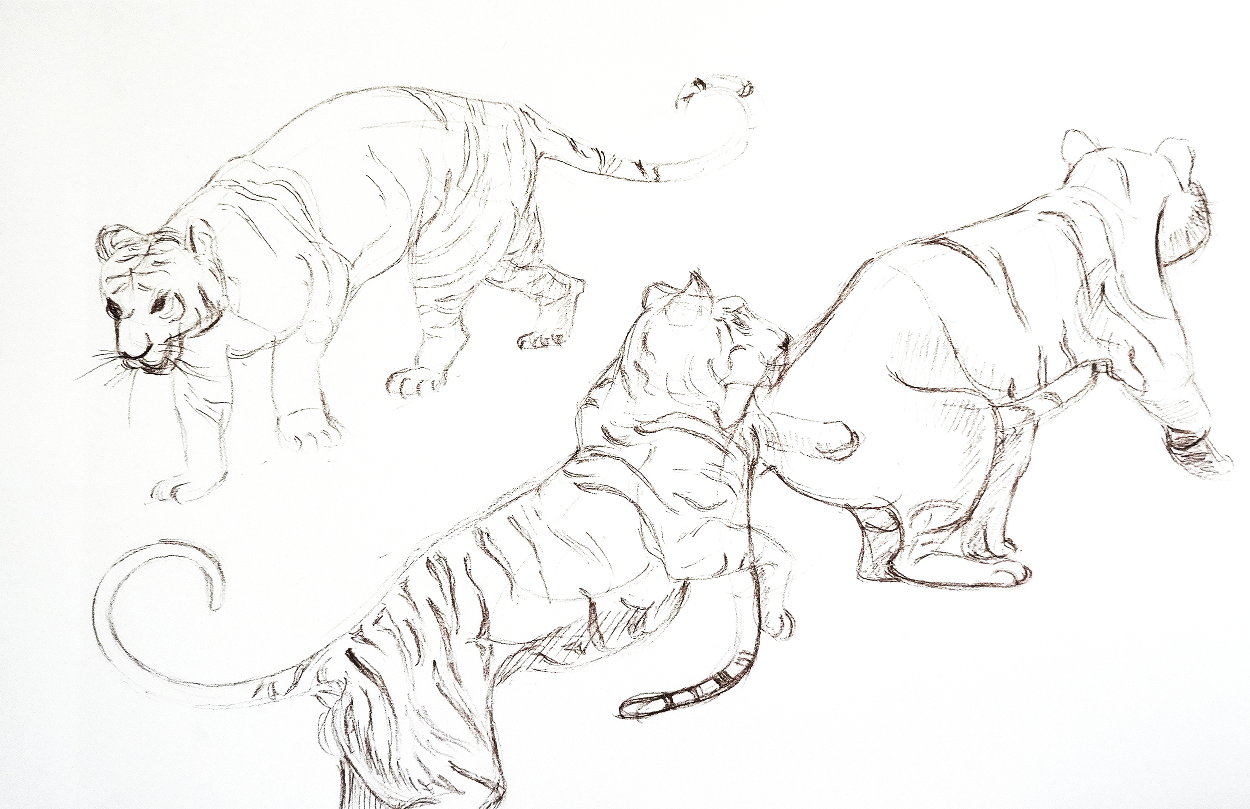 2_c_tiger.png