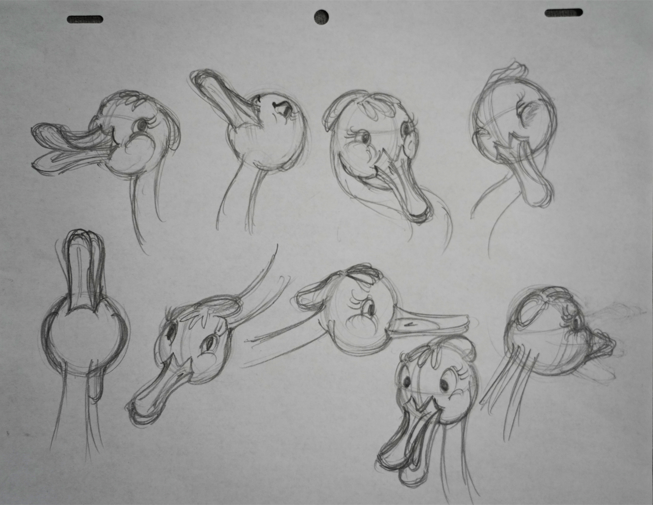 Cabby the Canvasback