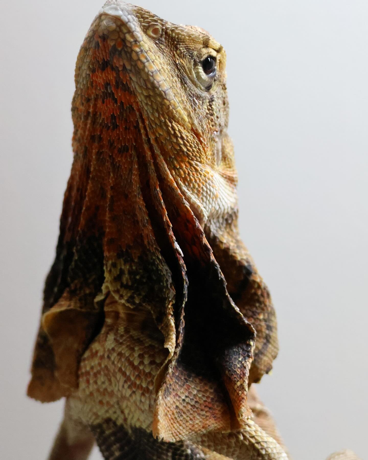 Check out the vibrant colours on one of our beautiful frilled neck lizards. Did you know this species of lizard is gender dimorphic, meaning the male and females look different. The male frilled neck lizards are much bigger in size compared to the fe