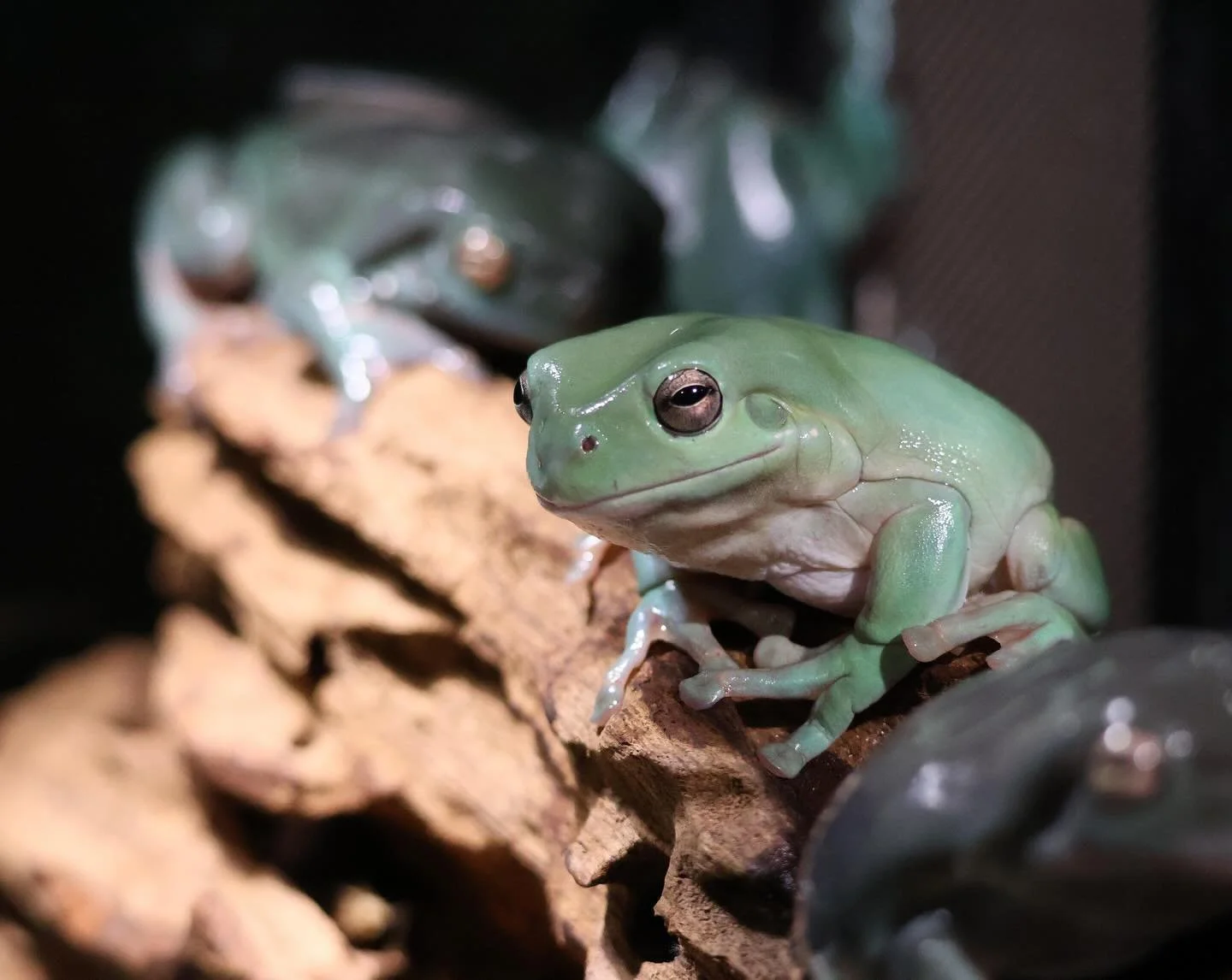 Did you know Green tree frogs 🐸 (Litoria caerulea) can change colours ranging from a bright fluro green, to a dark blue colour. This depends on the frogs habitat, temperature and mood. #educreatures #educreatureszoo #wildlife #nature #wildlifephotog