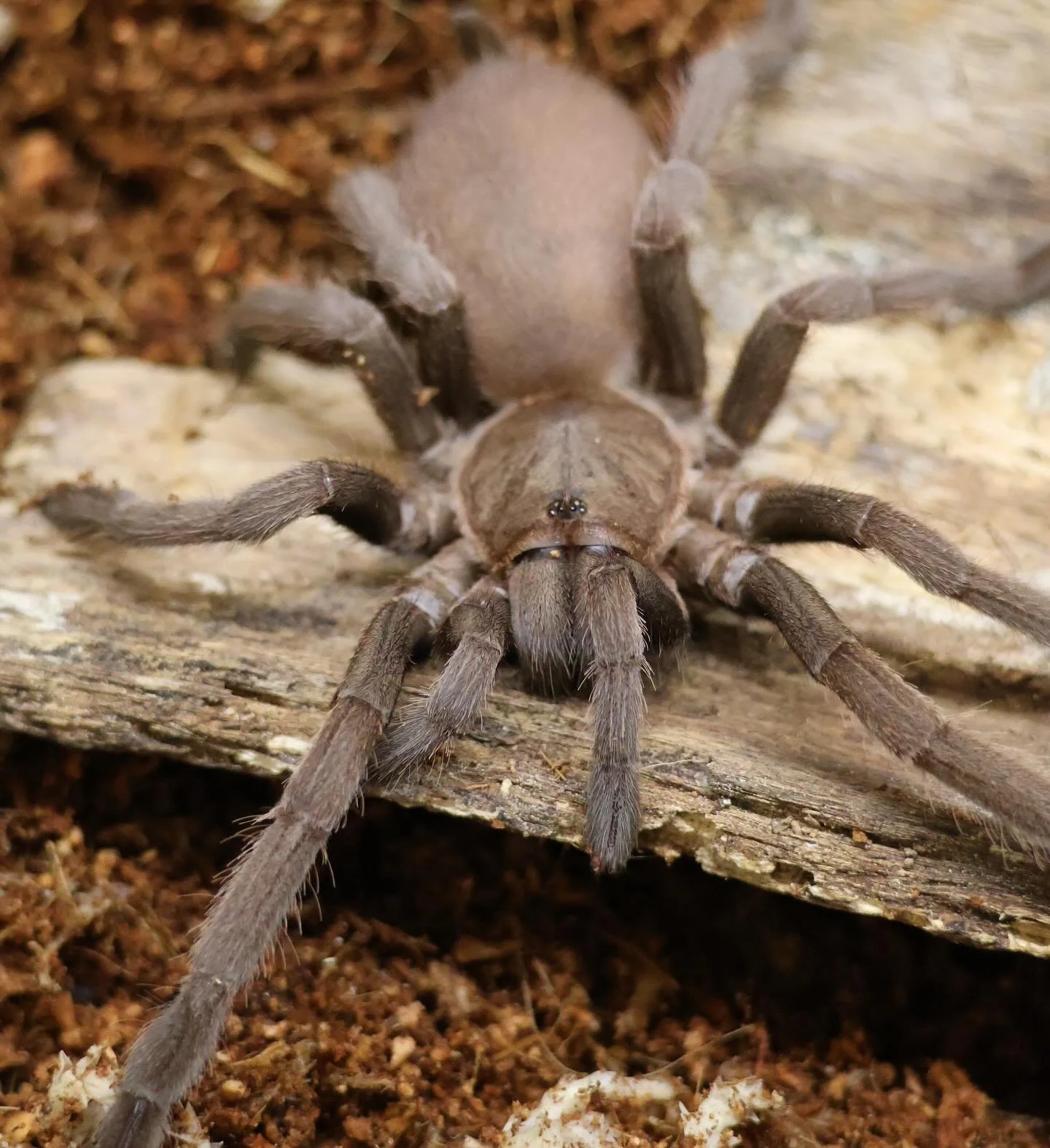 Meet charlotte one of our Tarantulas 🕷️(Phlogius hirsutus). These spiders can grow up to spans of 20cm and are primarily found throughout central QLD.  #educreatures #educreatureszoo #wildlife #nature #wildlifephotography #animals #wild #photoofthed