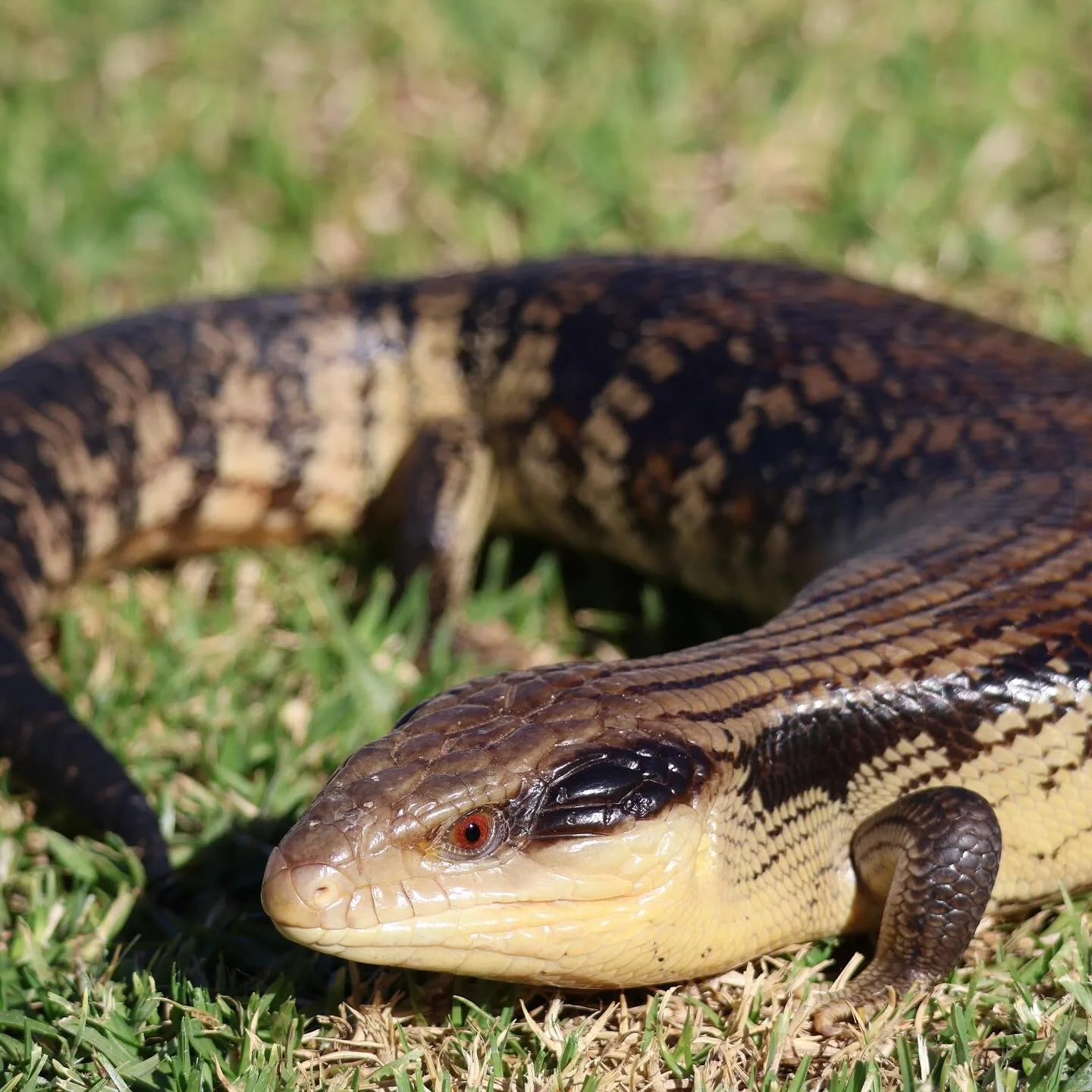 Meet frosty one of our Eastern Blue tongue Lizards (Tiliqua Scincoides Scincoides) Unlike many reptiles that lay eggs, this species gives birth to live young! 🦎✨ #educreatures #educreatureszoo #wildlife #nature #wildlifephotography #animals #wild #p