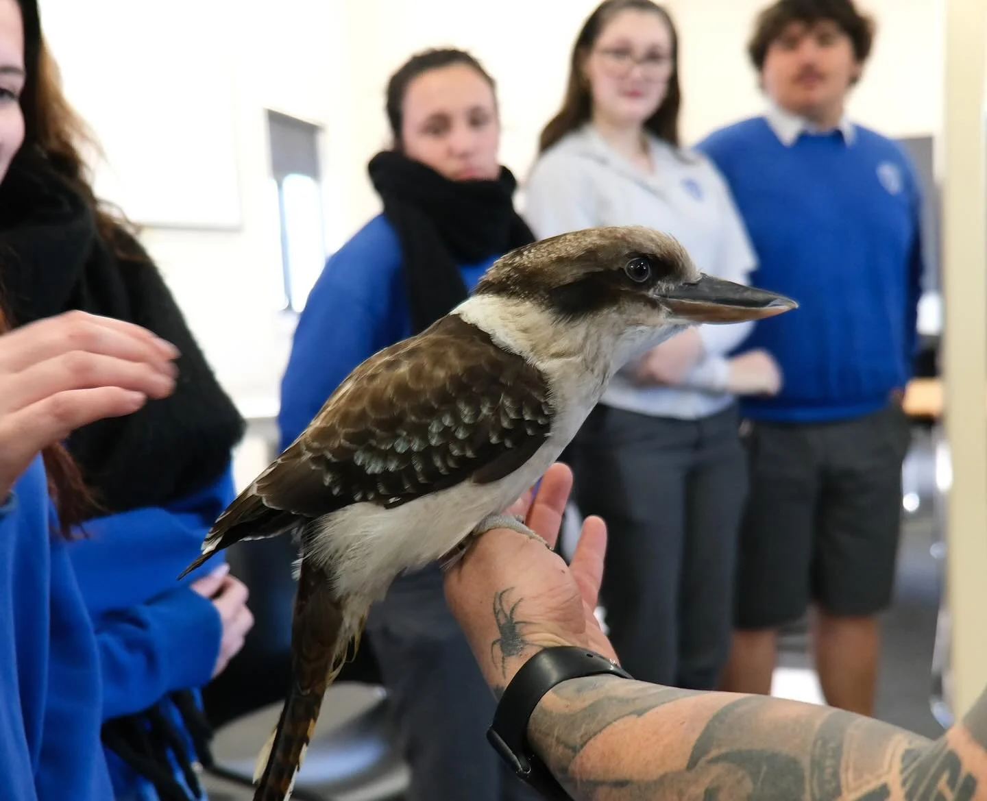 &lsquo;Nova&rsquo; our kookaburra stealing the show 🤩 Want to bring this experience to your school or event?
Contact us to book your fun filled interactive wildlife show! 🐍 🐊 🦉 🦘🐢🦂🕷️🐸 #educreatures #educreatureszoo #wildlife #nature #wildlif