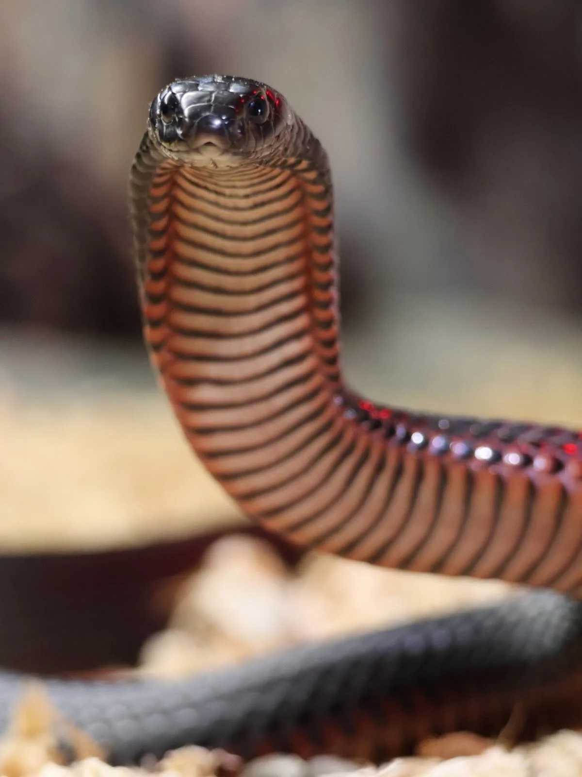Check out that defensive pose on our Red-bellied Black Snake (Pseudechis porphyriacus). They may look fierce but these snakes prefer to flee then fight. Often found near rivers and wetlands, this species is a semi-aquatic snake vital to healthy water