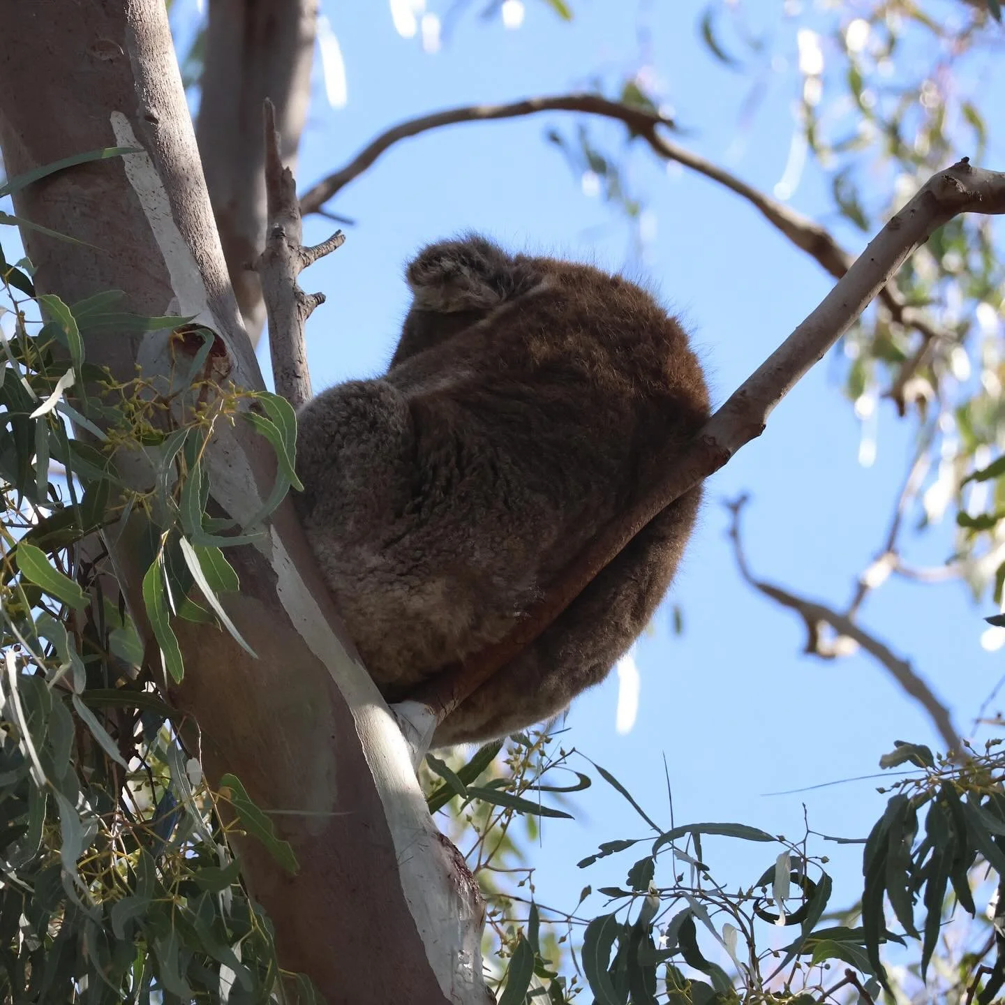 Finally some nice weather today, able to get out for a hike and spot not one, but TWO wild Koalas! 🐨☀️ seeing them high up in the eucalyptus trees is such an awesome sight. Sadly their numbers are declining due to habitat loss, bush fires, road stri