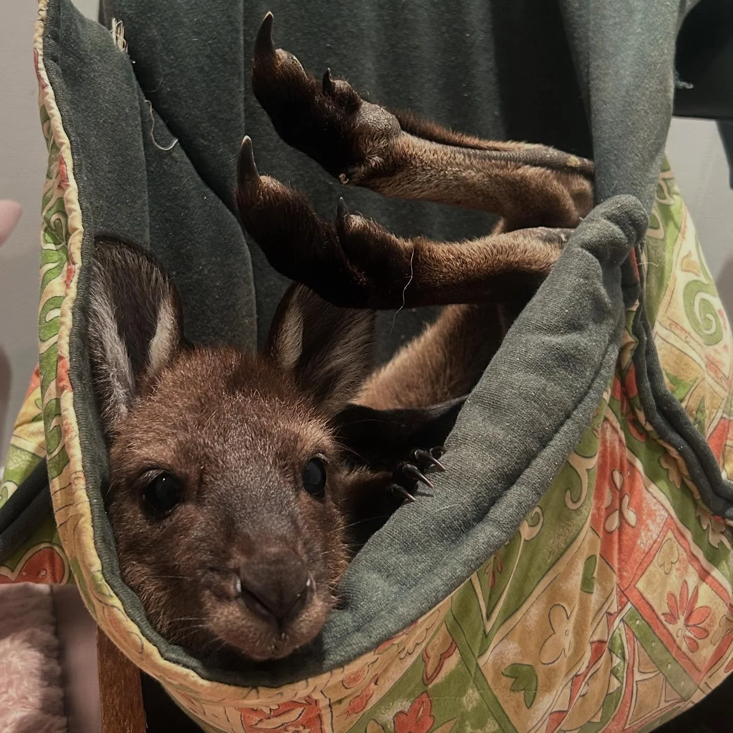 Just hangin&rsquo; around! 🦘 How adorable is Delilah, one of our Kangaroo Island kangaroos (Macropus fuliginosus fuliginosus) cozy in her pouch after a bottle feed. She&rsquo;s growing fast &mdash; just look at those feet! 👀🦶 #educreatures #educre