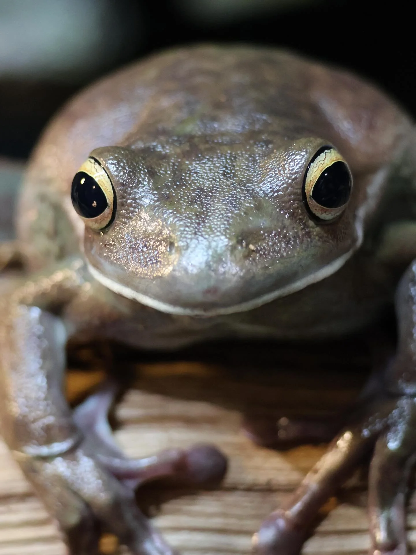 Every creature sees the world a little differently 👀 🦎🦉🐢🐊🐍 🕷️ 🦘 #educreatures #educreatureszoo #learningwithwildlife #wildlife #nature #wildlifephotography #animals #wild #photooftheday #conservation