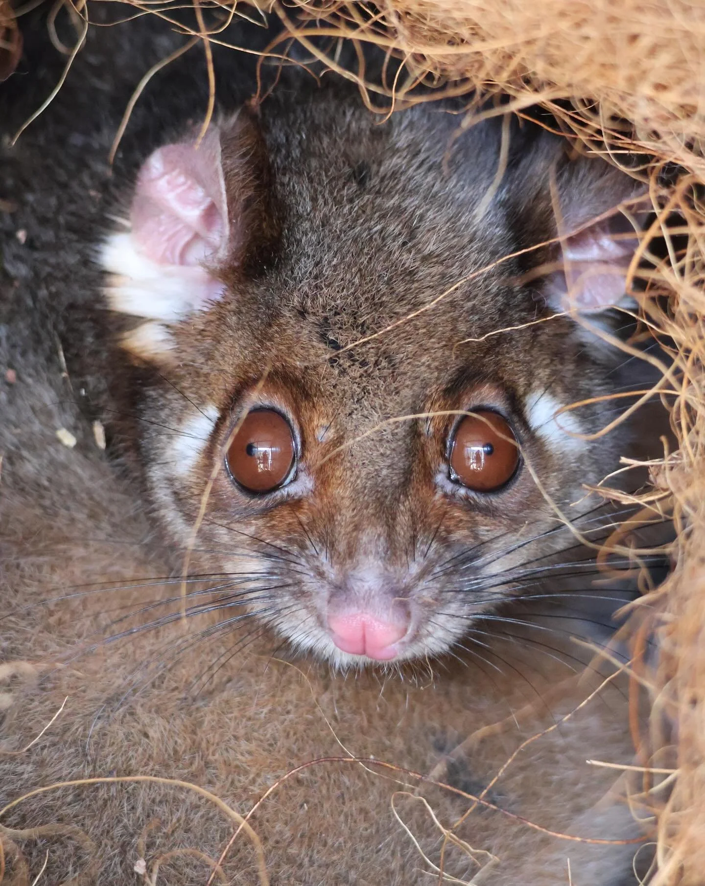Meet Petal 🌹, one of our Common Ringtail Possums (Pseudocheirus peregrinus). Did you know&hellip;..Ringtail possums have a pretty unique eating habit, they eat their own poo! This process, called coprophagy, helps them recycle nutrients and get the 