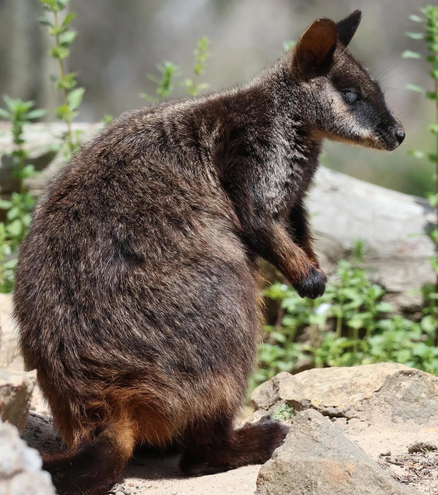 Meet the Brush-tailed Rock-wallaby (Petrogale penicillata) 🦘sadly these marsupials are critically endangered in VIC, with less than 60 individuals in the wild. #educreatures #educreatureszoo #learningwithwildlife #wildlife #nature #wildlifephotograp