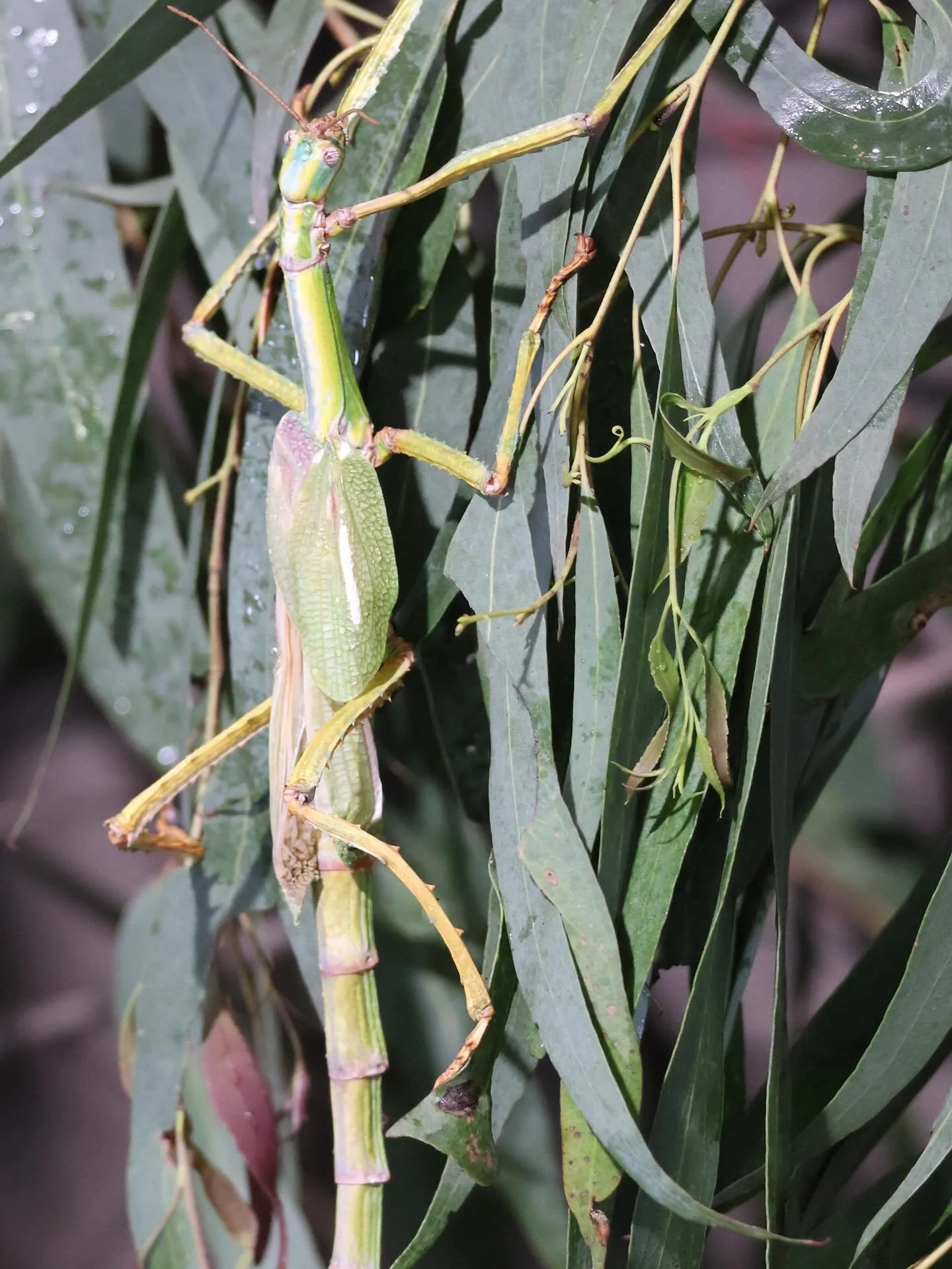 A true master of camouflage, check out how well the female Goliath stick insect can blend into the gum leaves 🍃 These insects can grow up to 25cm in length and have a lifespan of only 18 months! #educreatures #educreatureszoo #learningwithwildlife #