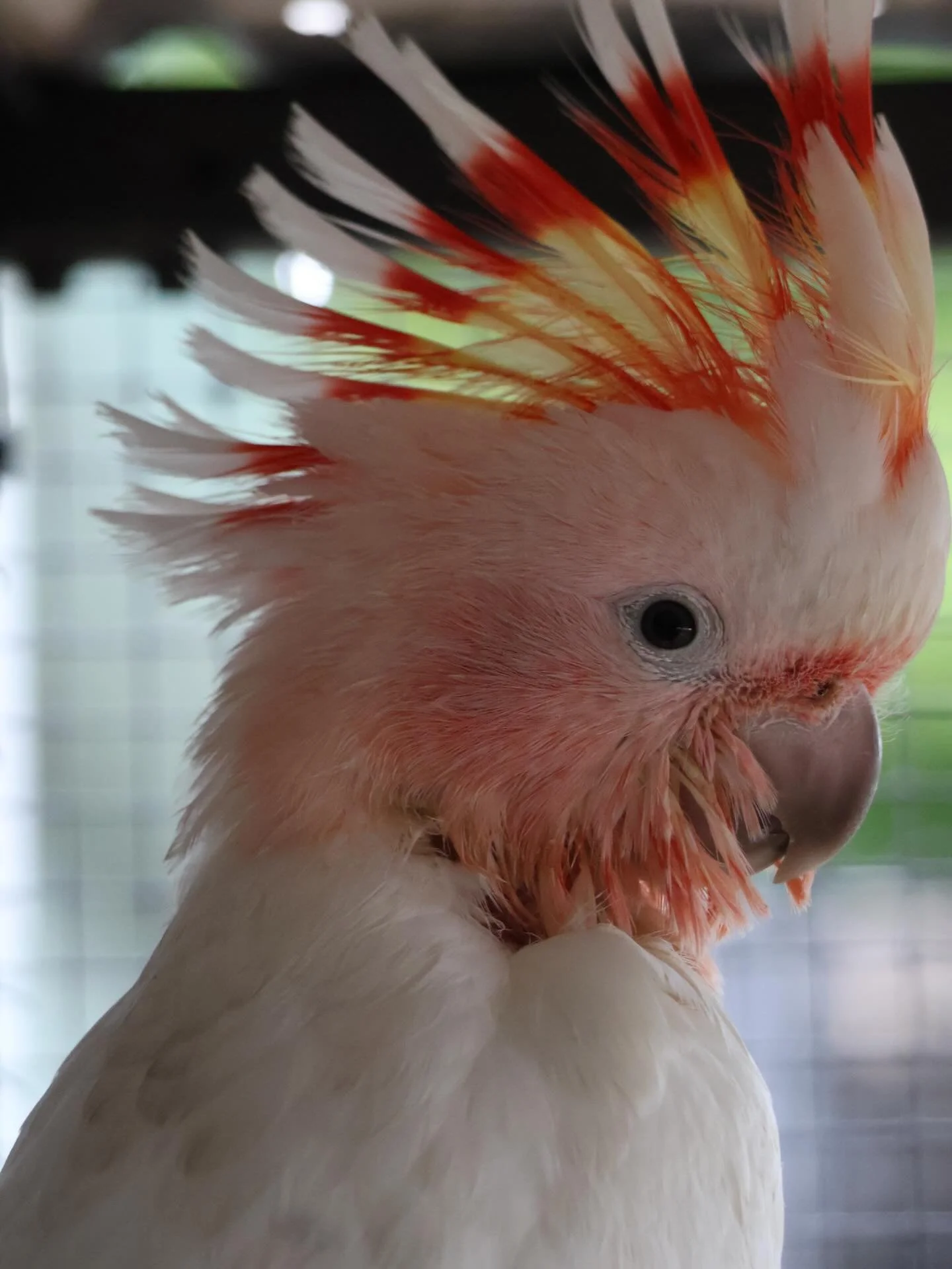 Meet &lsquo;Luna&rsquo; one of our Pink cockatoos (Lophochroa leadbeateri). 🪶Check out those colours ! 🪶 #educreatures #educreatureszoo #learningwithwildlife #wildlife #nature wildlifephotography animals wild photooftheday conservation