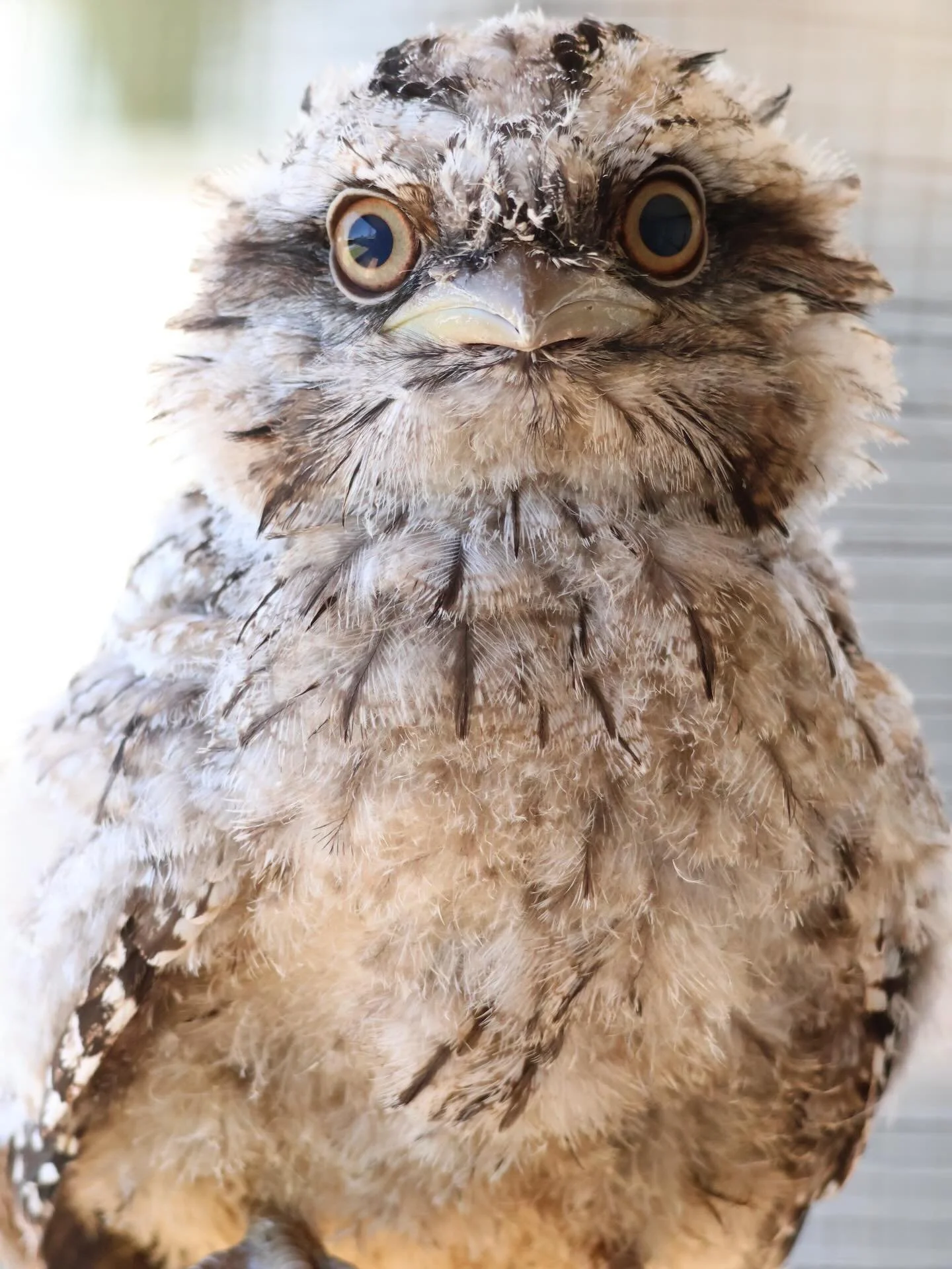 Kicking off the new year with &lsquo;Kosmo&rsquo; ⭐️ one of our young Tawny Frogmouths (Podargus strigoides). Swipe to see those different facial expressions 👀 👉🏼. Often confused for owls 🦉, these birds are more closely related to the nightjar fa