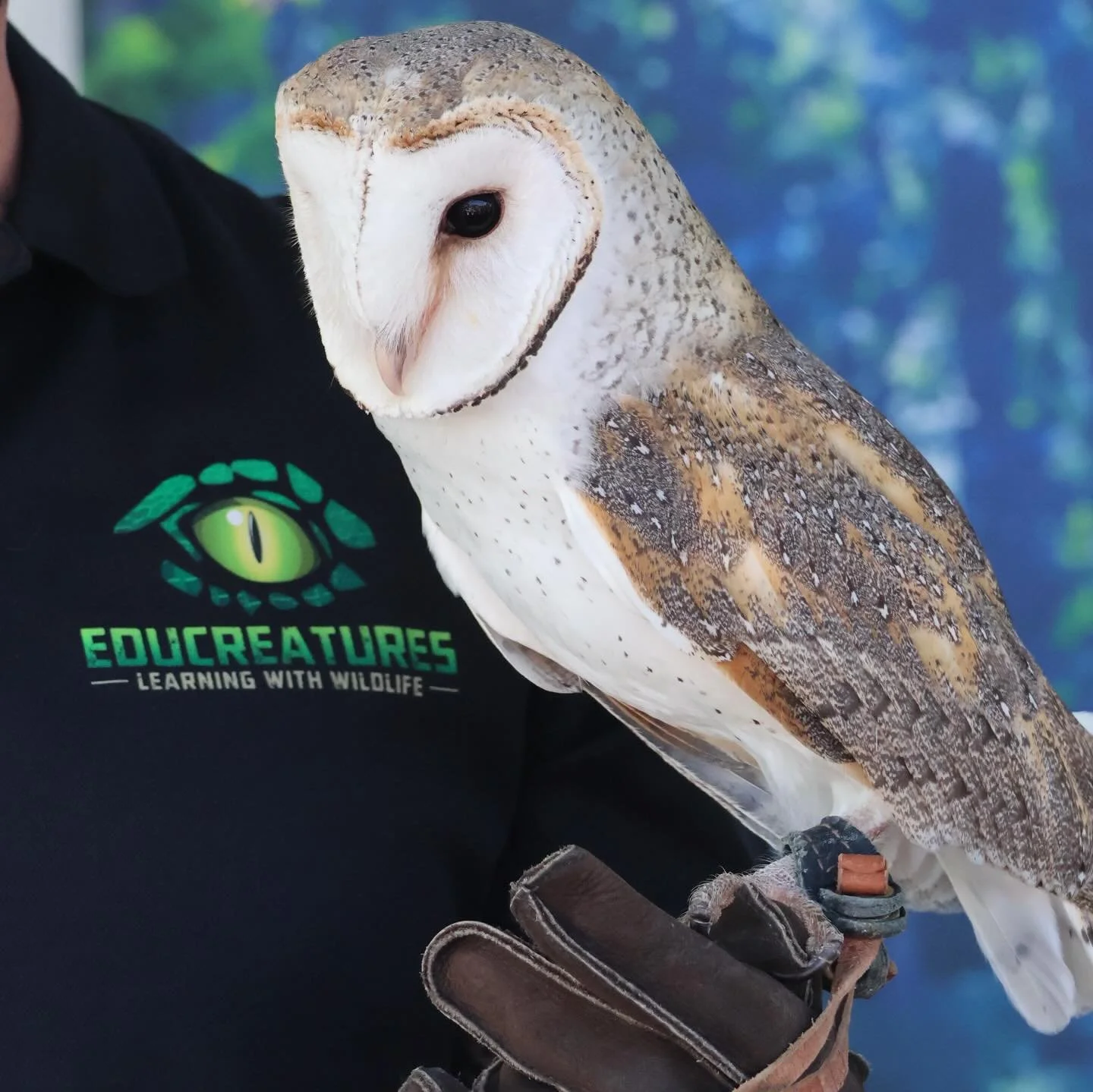 Want to get up close with one of our feathered wildlife ambassadors? 🦉Get in touch with the Educreatures team to book a hands on, unforgettable experience.  Perfect for:
🎉 Birthdays
🏫 Schools &amp; Childcare
🤝 Community events
💚 Aged care
 ⚠️ Wa