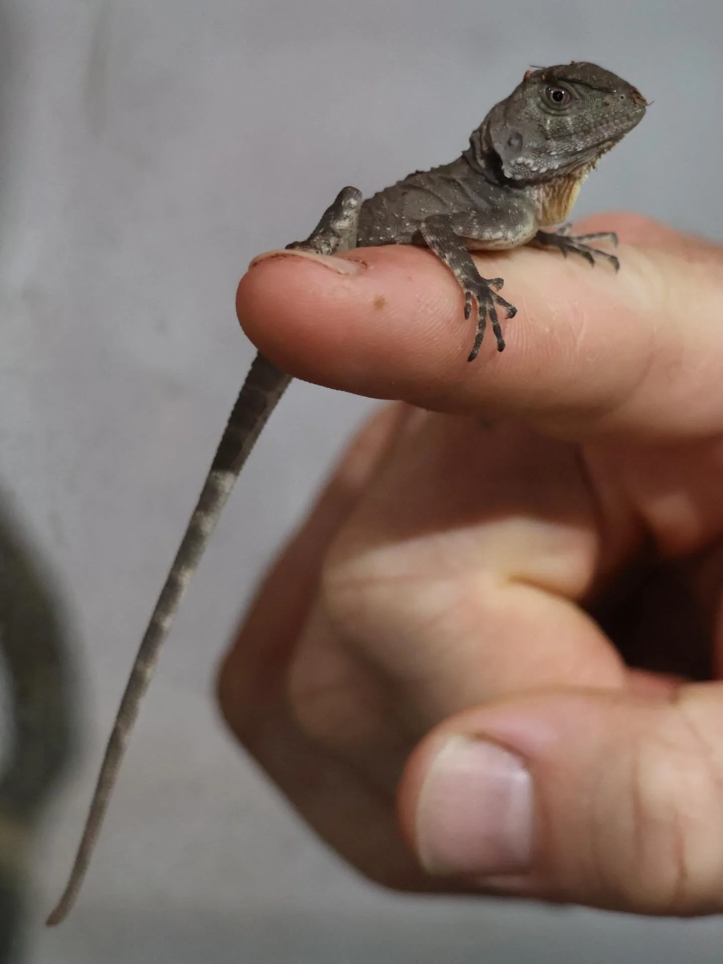 🐣🦎 WE HAVE A HATCHLING! 🦎🐣 Our very first Boyd&rsquo;s Forest Dragon egg has officially hatched! 🙌 These prehistoric looking reptiles are found in the rainforests of far North Queensland.  Help us name our newest dragon! 🐉
Comment your suggesti