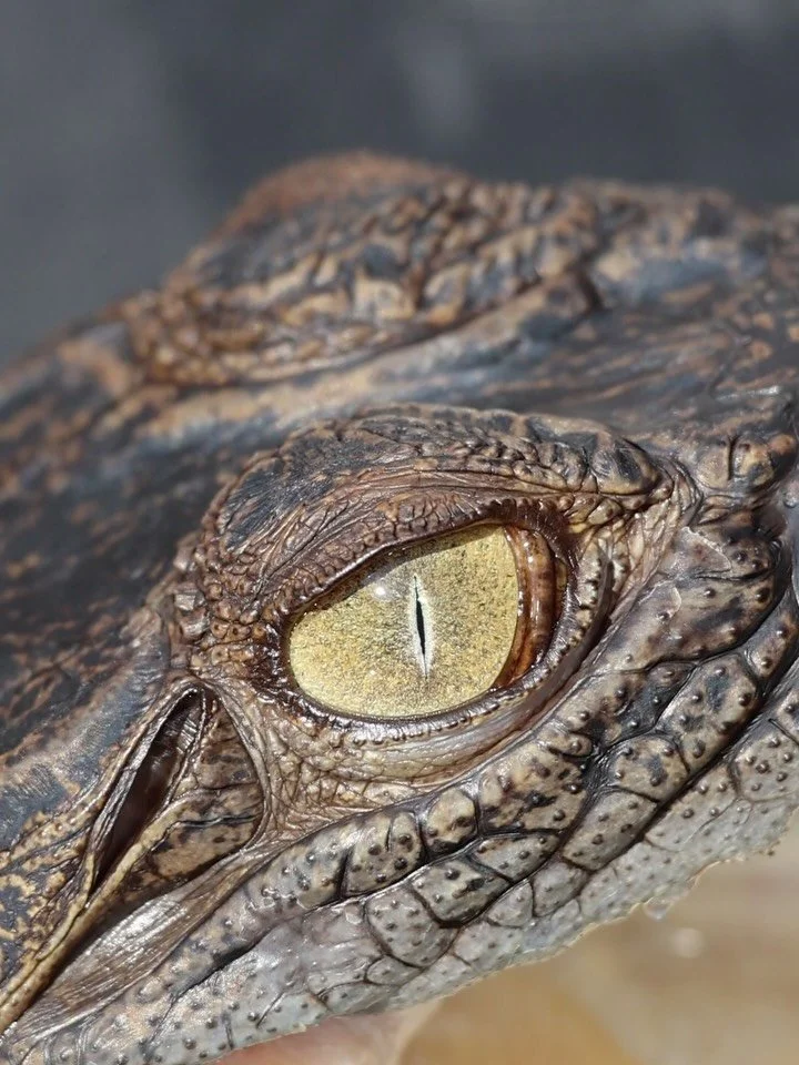 👁️ Ever wondered how a crocodile sees underwater?

This close up of our Saltwater Crocodile (Crocodylus Porosus) shows its nictitating membrane or the &ldquo;third eyelid.&rdquo; 🐊

This membrane allows crocs to see under water, shields the eye fro