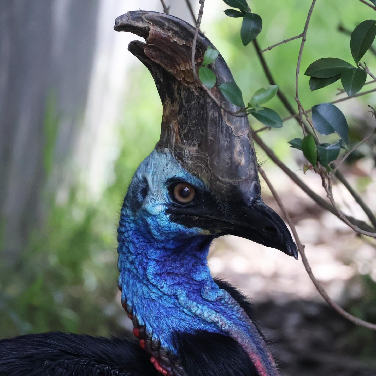 Meet the Southern Cassowary (Casuarius casuarius) 🦖 This prehistoric looking beauty has a bright blue head, helmet-like casque, and shaggy black feathers. Its feet pack a serious punch with dagger like claws giving it the reputation of world&rsquo;s