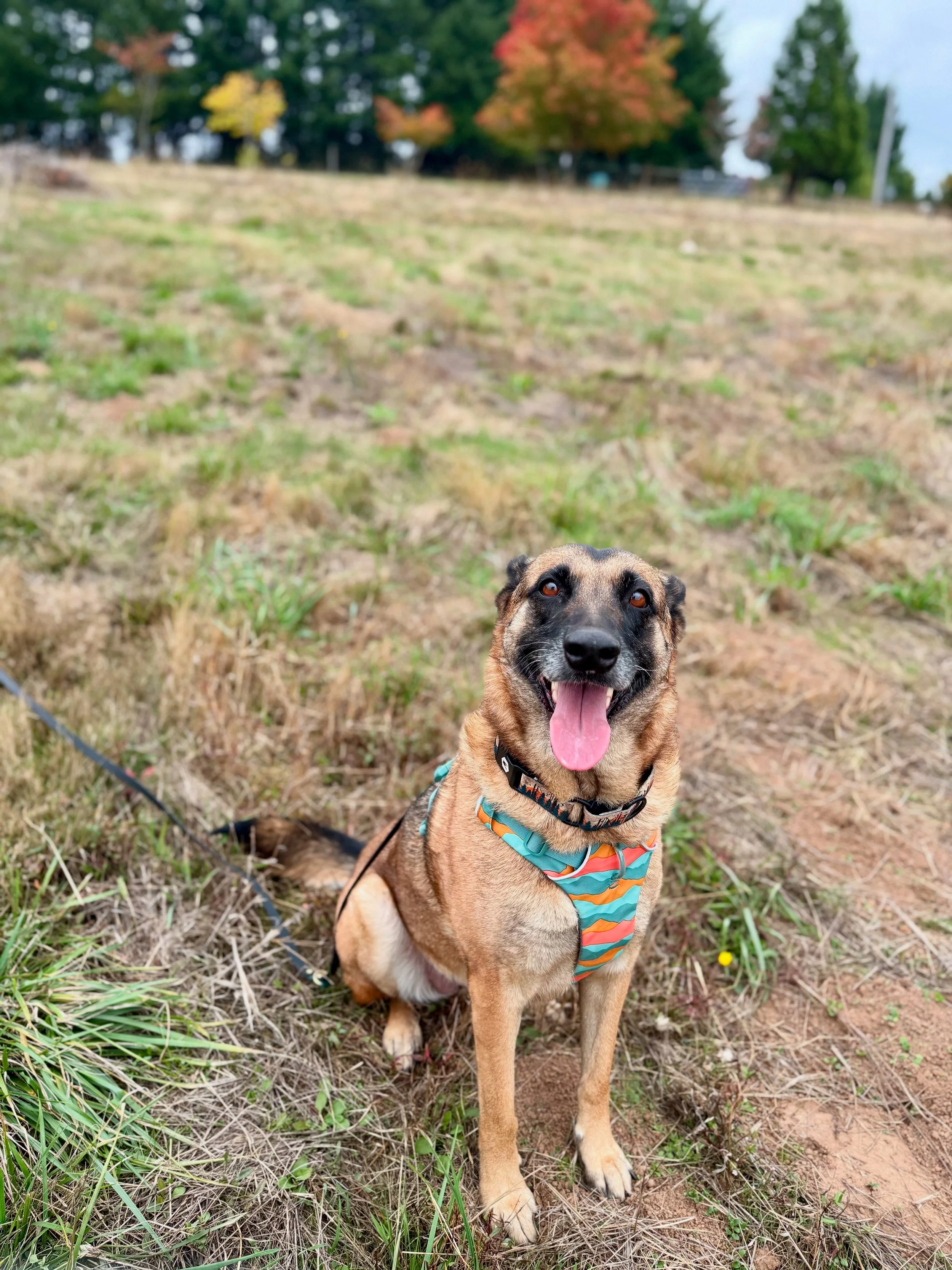Malinois with tongue out in a field wearing a orange and blue harness