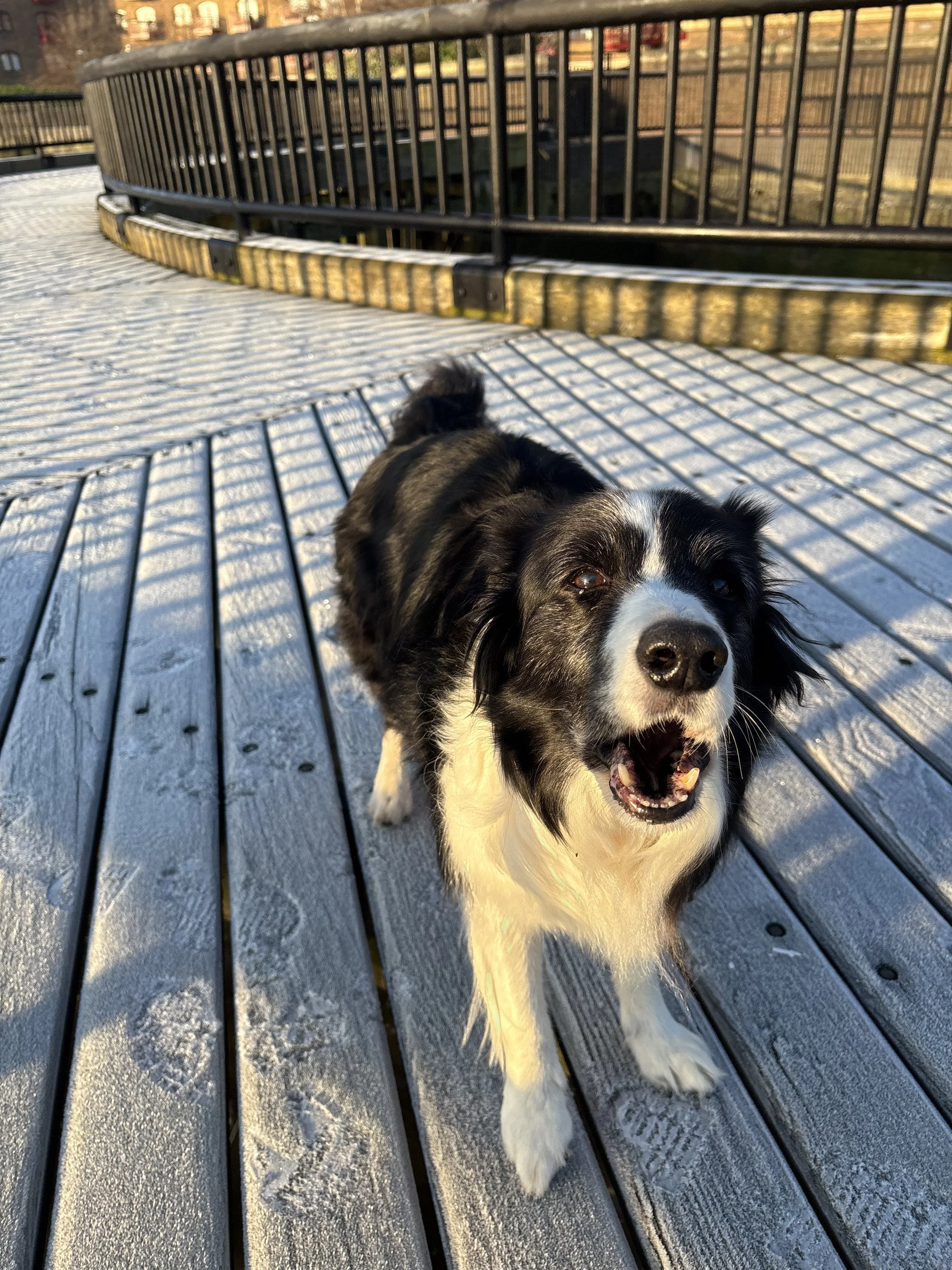 A black and white dog standing on a wooden dock outdoors with water and a rail fence in the background during sunset.