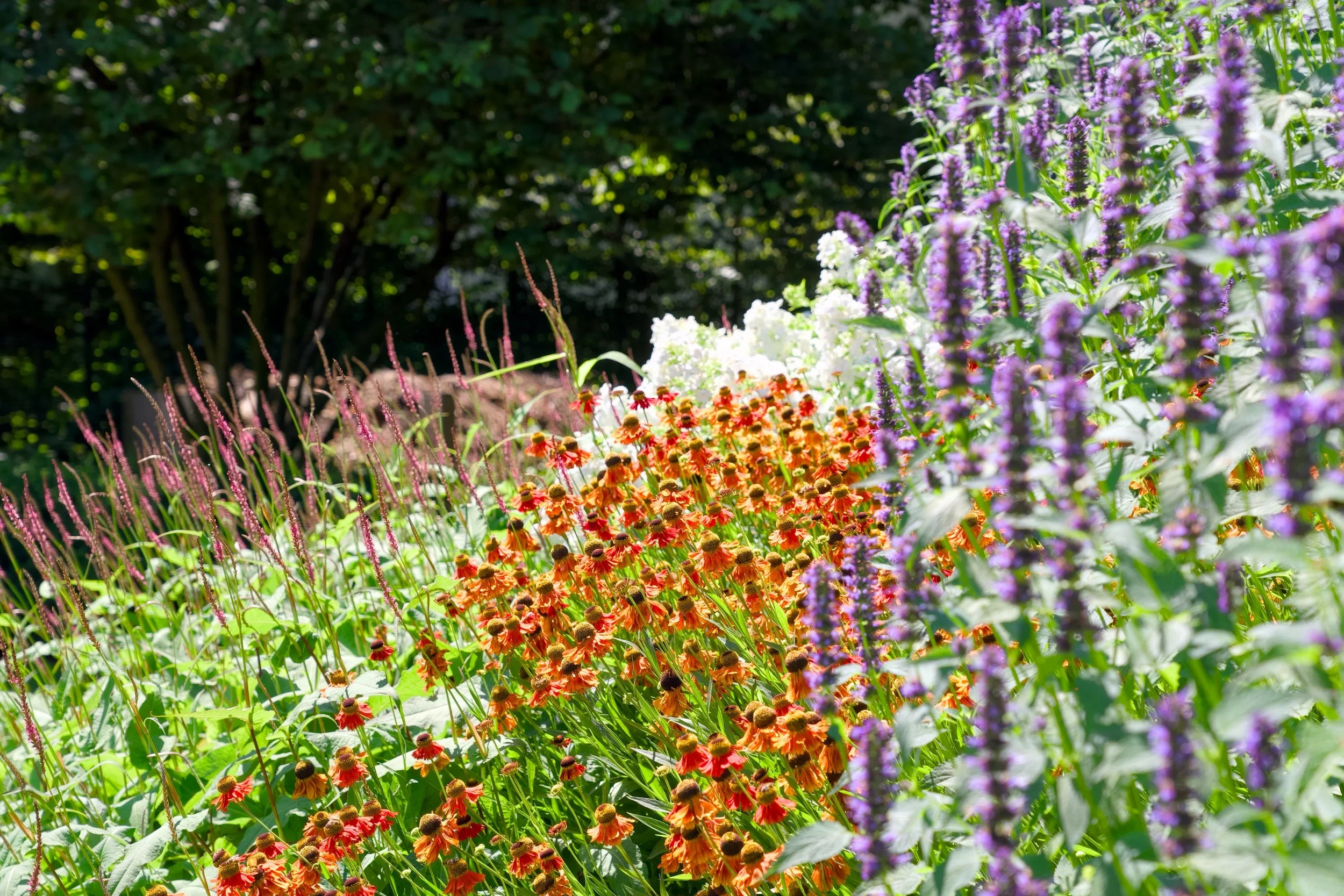 De laatste dagen waren zonovergoten en dat toont zich in de weelderige bloei! #flowers #perennials #summer