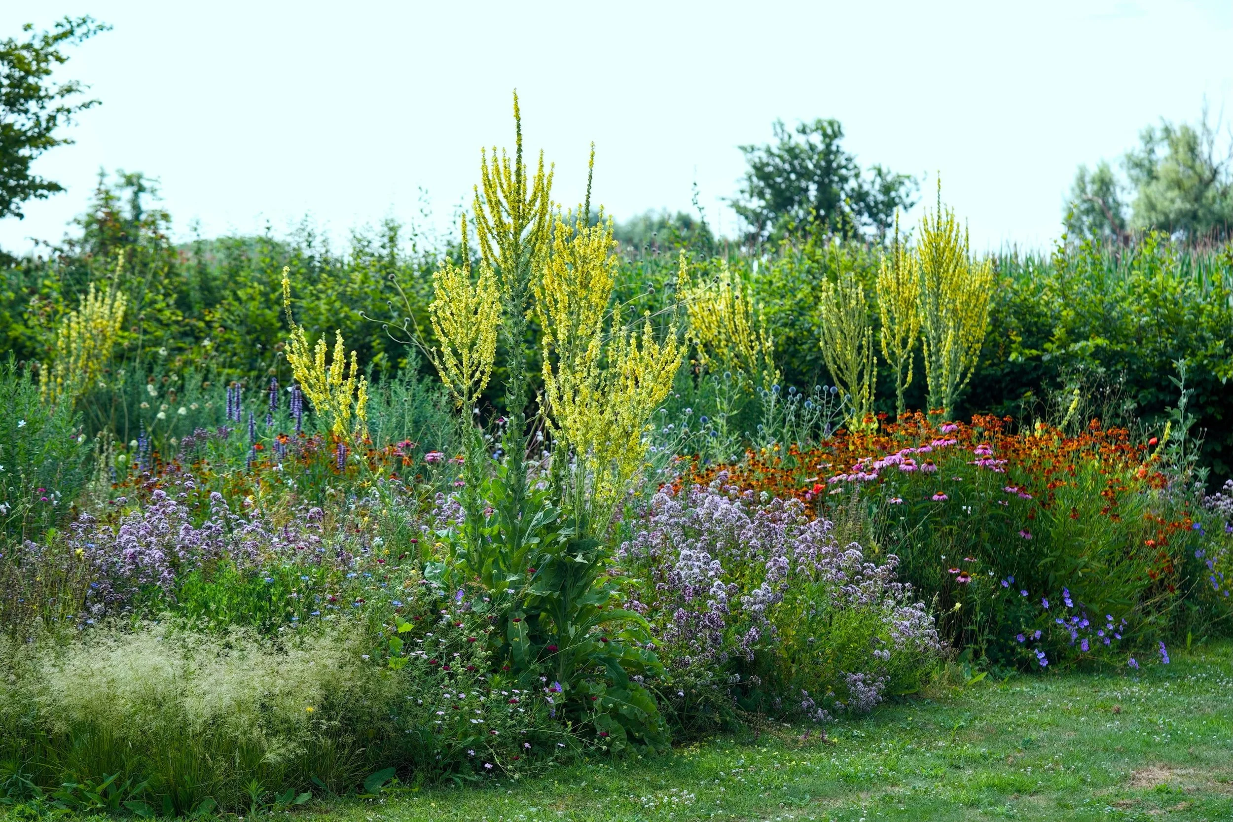 Verbascum olympicum in full glory here&hellip; just spectacular architecture. It needs a year to to bloom but when it does&hellip; #verbascum #dutchwave #heleniummoerheimbeauty