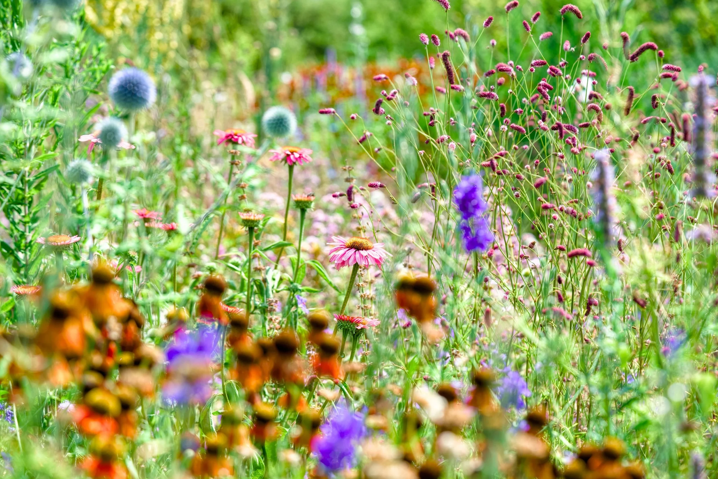 A single flower surrounded by many brothers and sisters. I like to see these planting schemes as living communities living and working together. We are merely the observers passing through but what I like to do the most is go deeper into the plants t